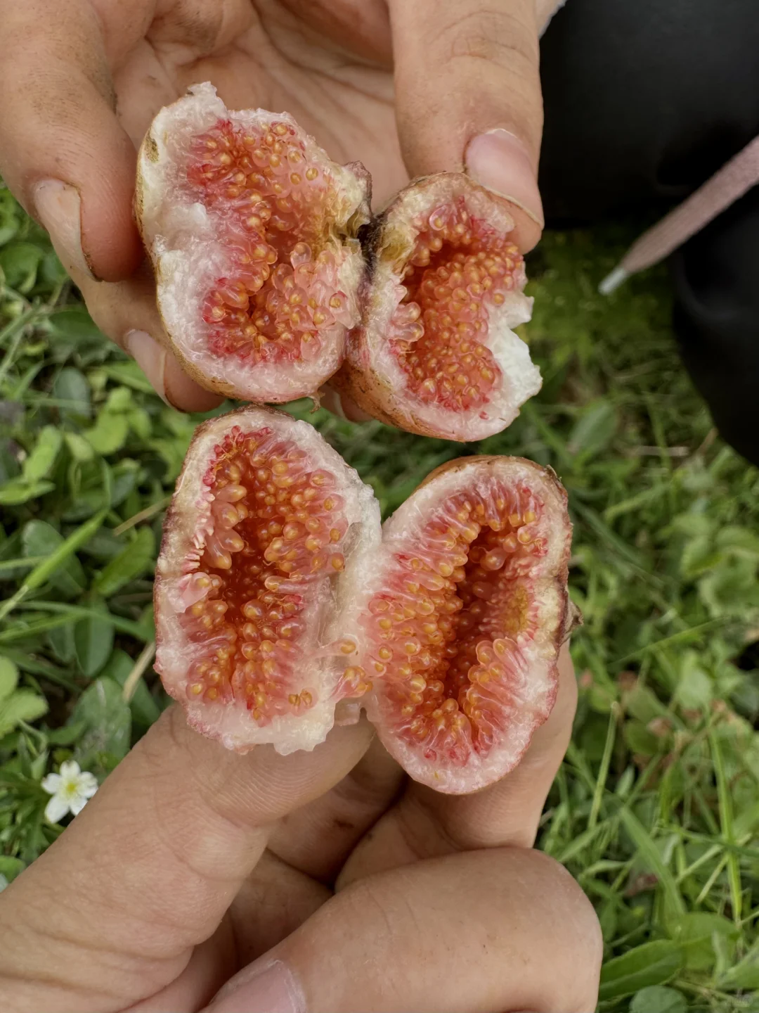 乡镇林业站工作日常｜在现实版的云边镇过秋