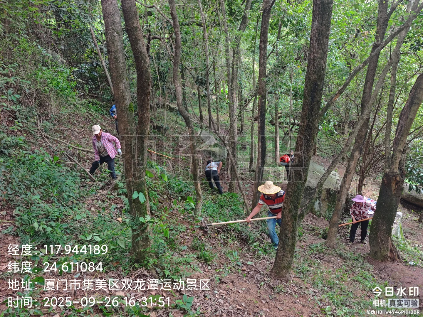 防火林带抚育维修