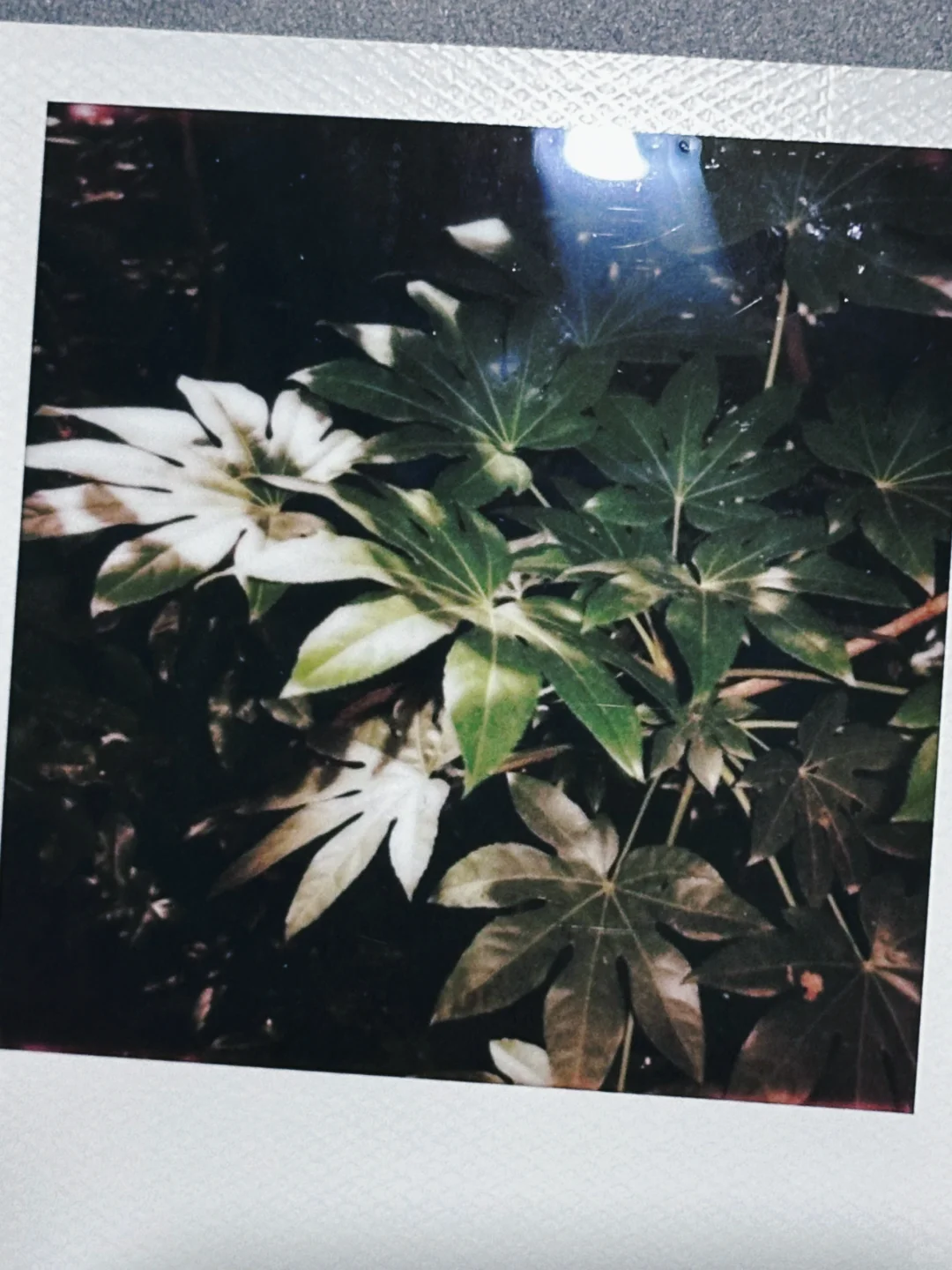 我在林学院失业但快乐的日子。