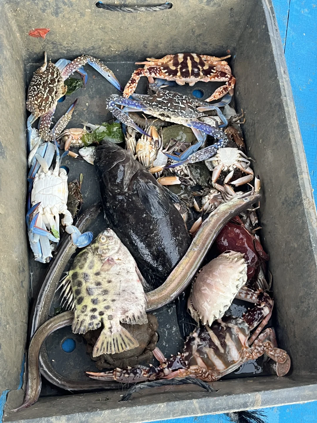 南澳岛出海捕鱼（保底6斤，坚决不踩雷）