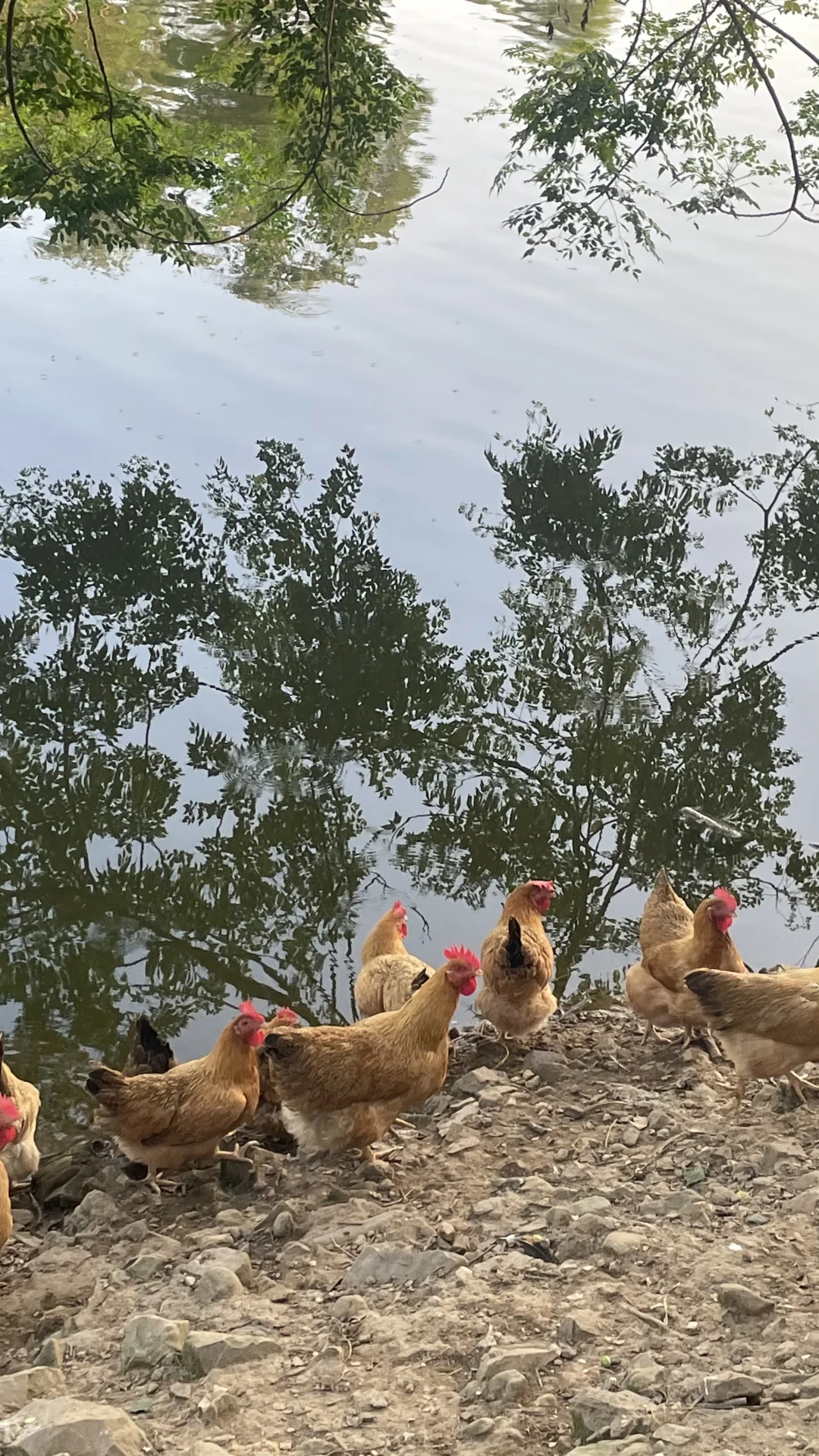 土鸡土鸡咯咯哒