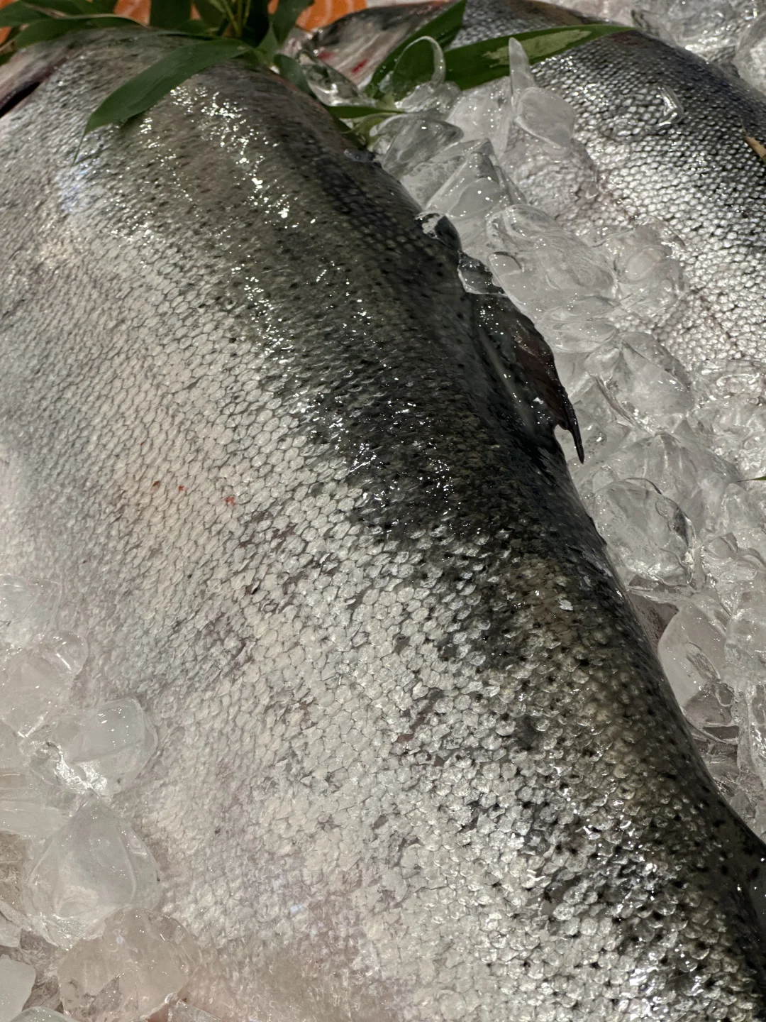 2025深远海养殖高质量发展大会在烟开幕