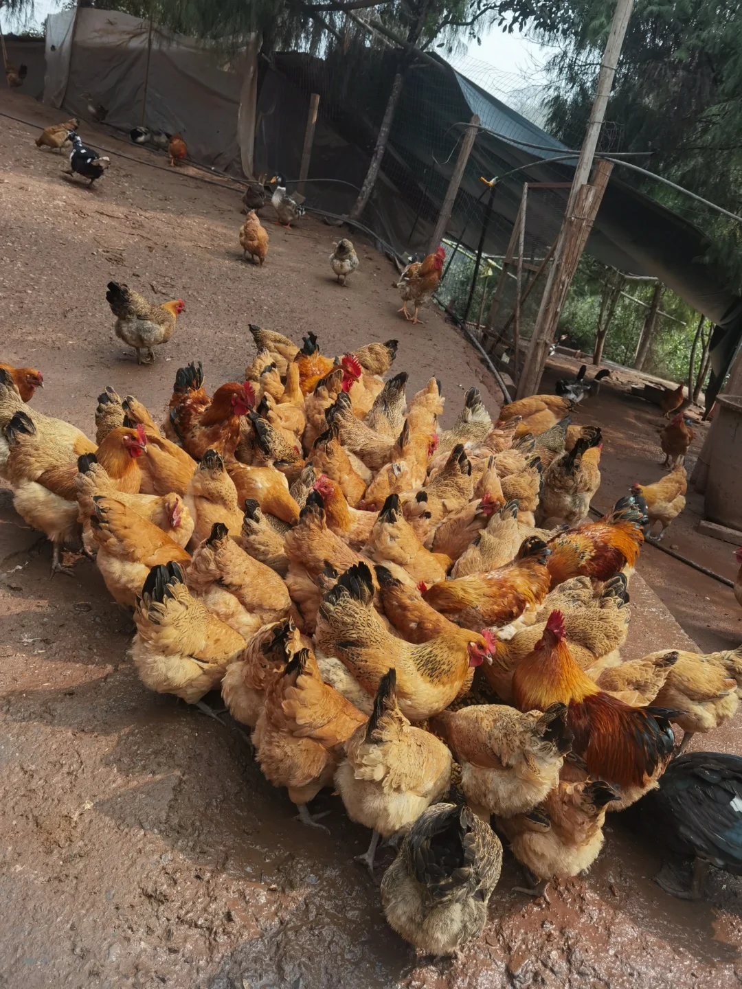 00后返乡之喂鸡日常