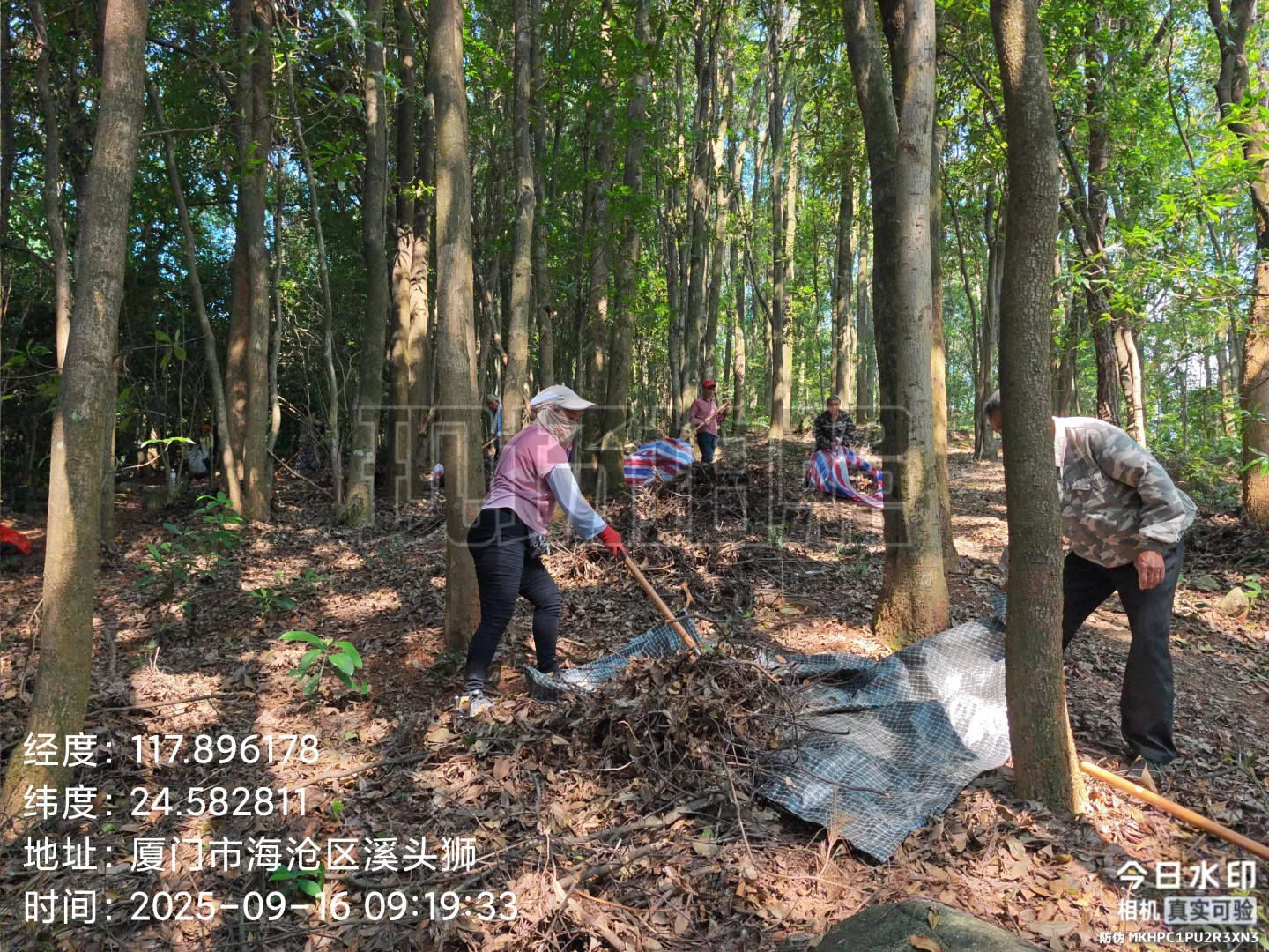 防火林带抚育维修