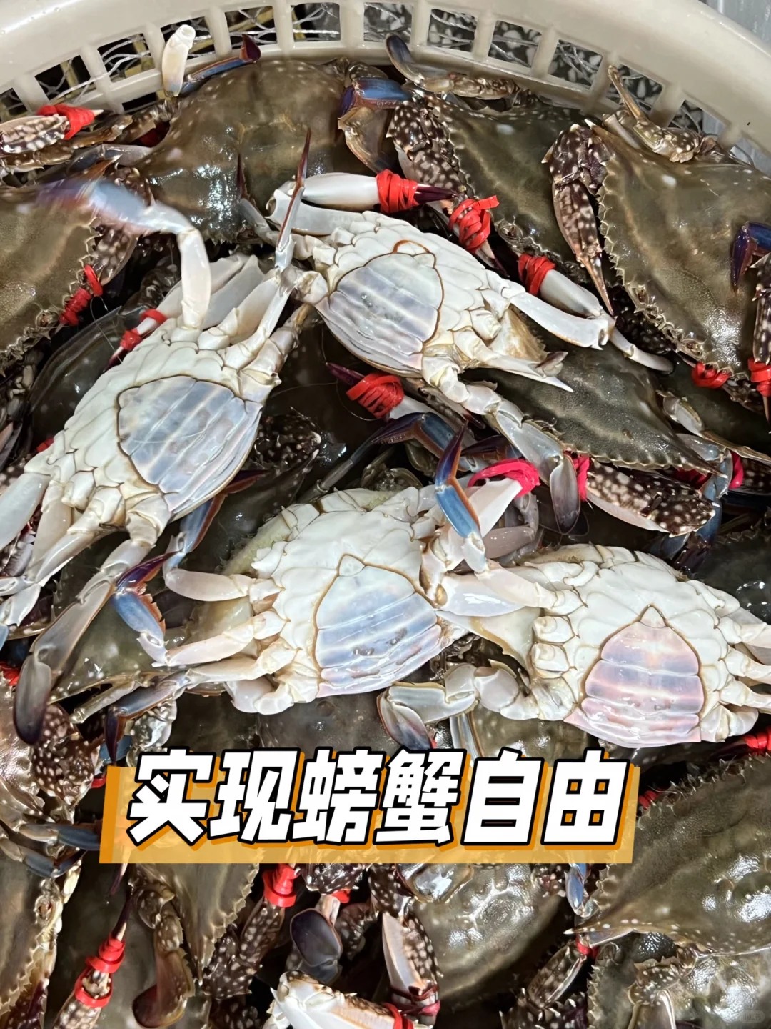 这肥度真实存在！我家蟹让你实现螃蟹自由