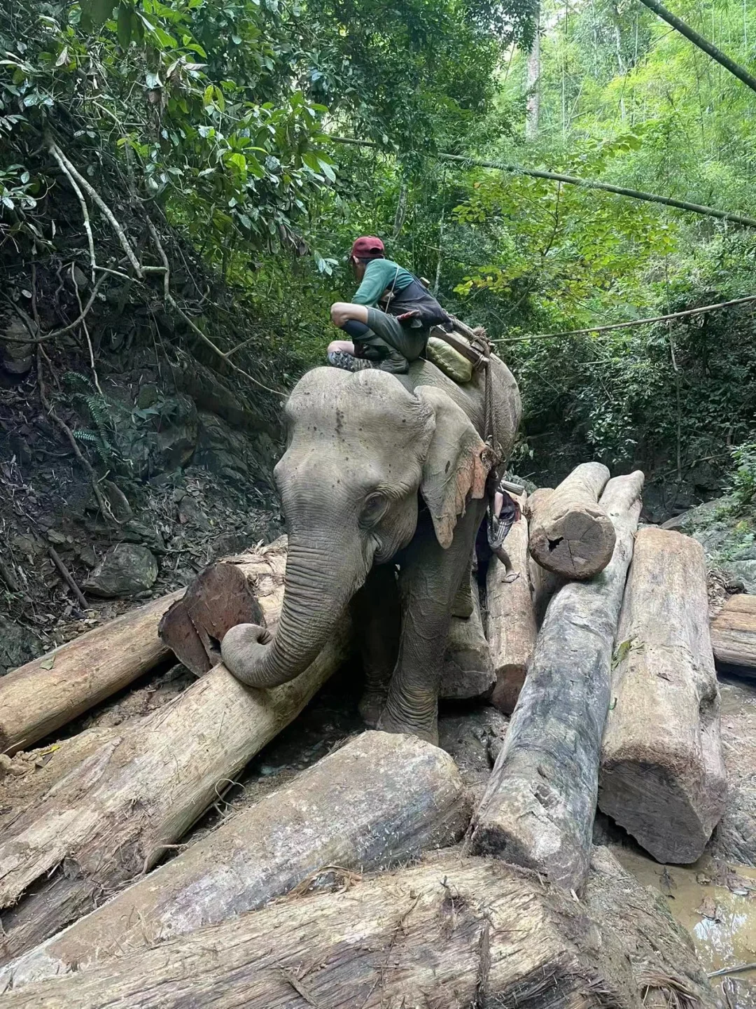 野生天然林缅甸柚木黑线料砍伐运输过程