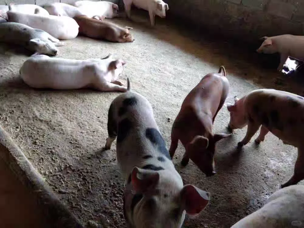 牧原为什么一直在招人…？