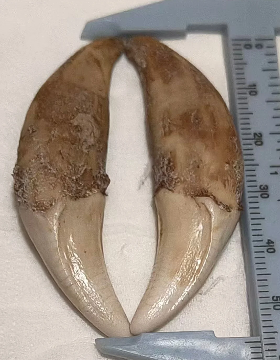 5.6厘米狼牙上獠牙