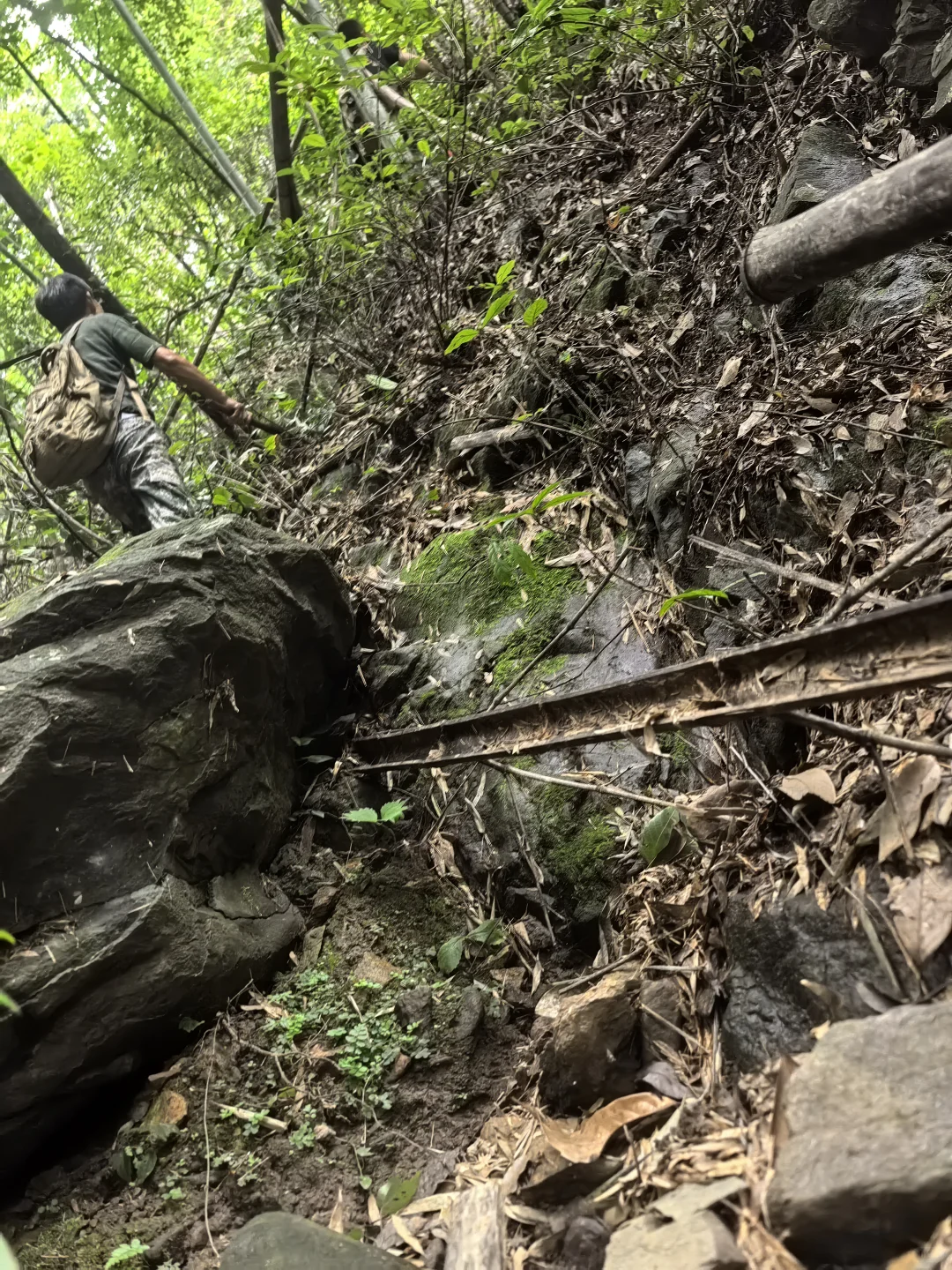 风景园林植物方向转林业调查