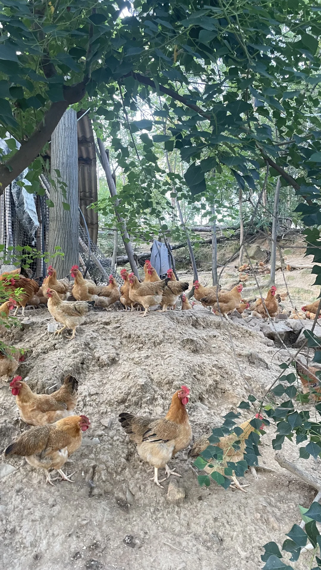 土鸡土鸡咯咯哒