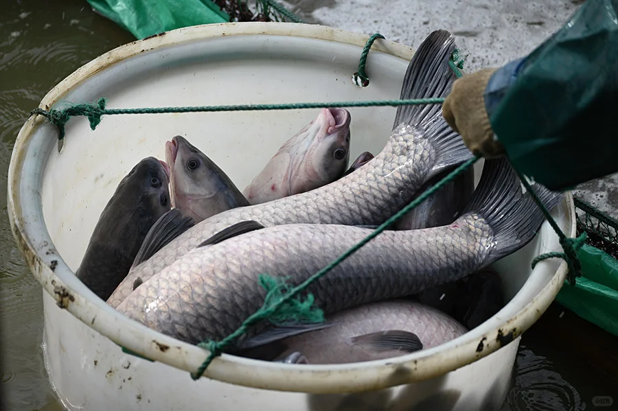 第三日探索：探秘善琏鱼塘 奏响渔牧新章