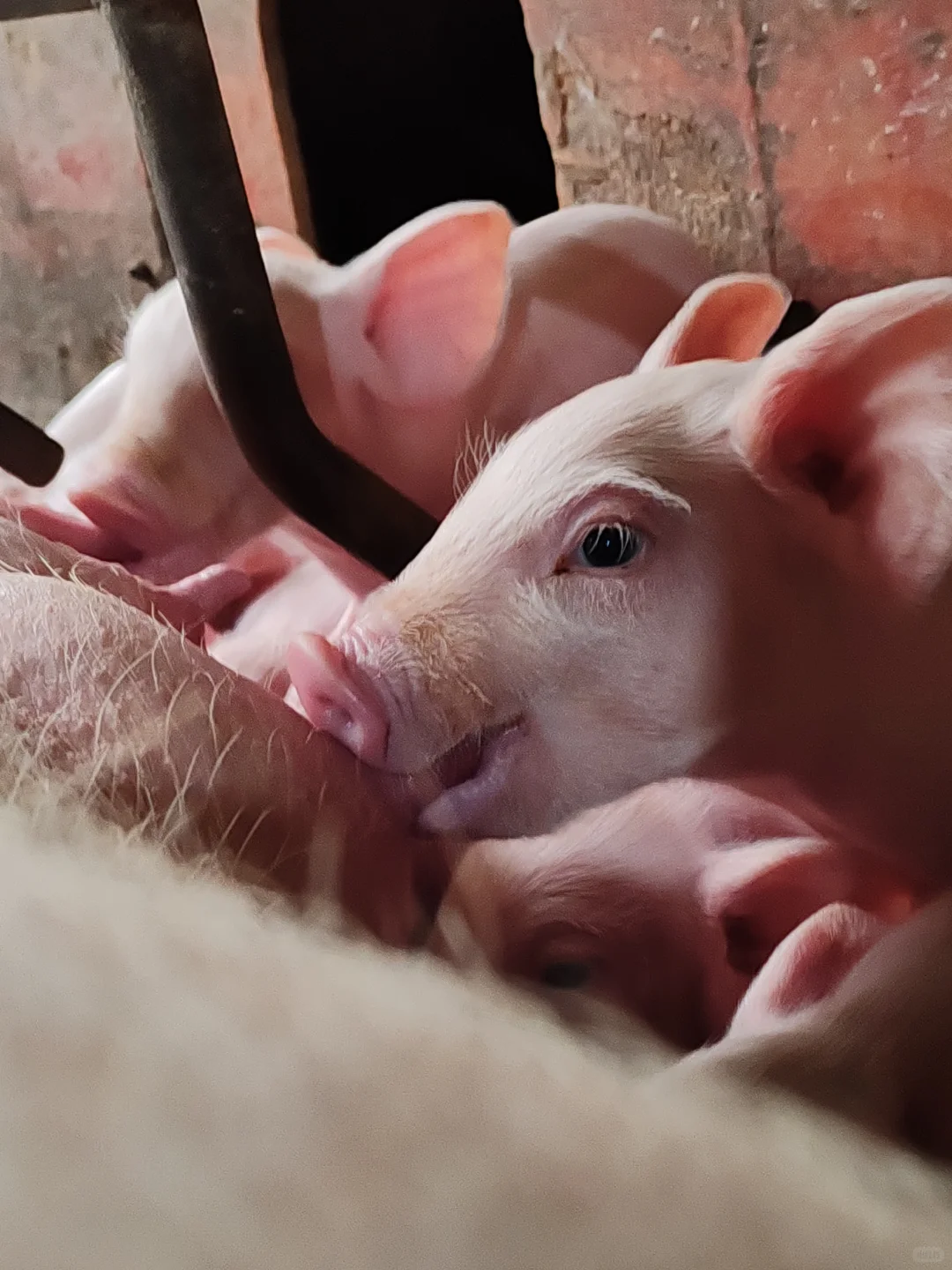 00后一个人养四百头猪大家第一反应是什么？