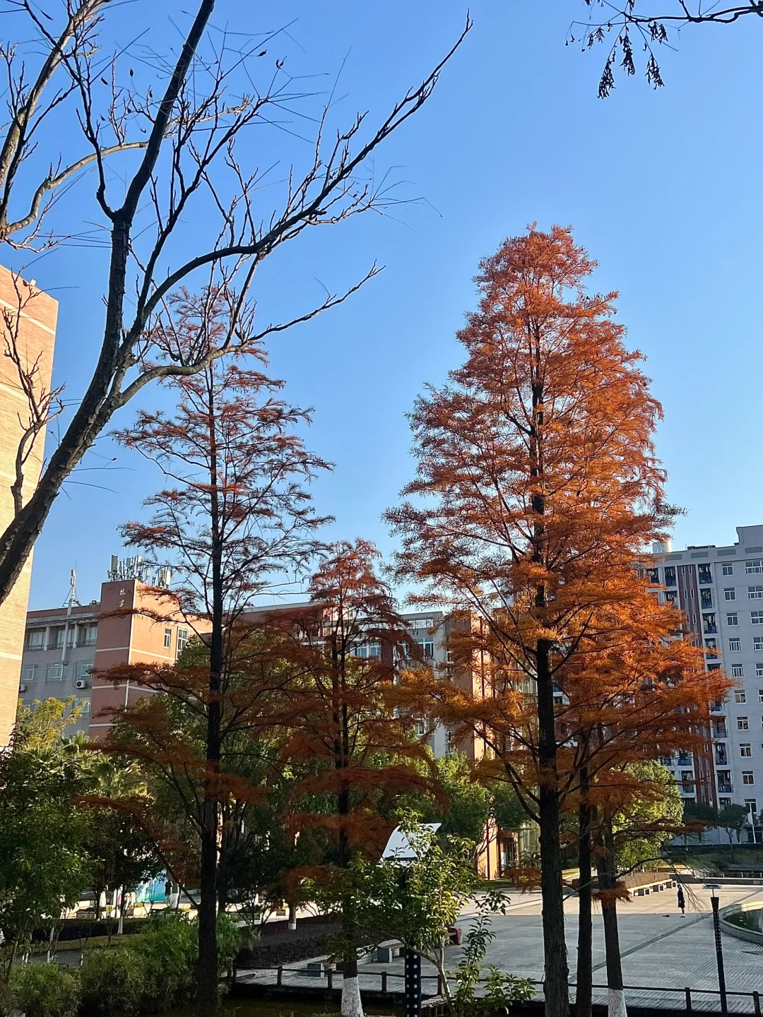 林职院好看的一些树