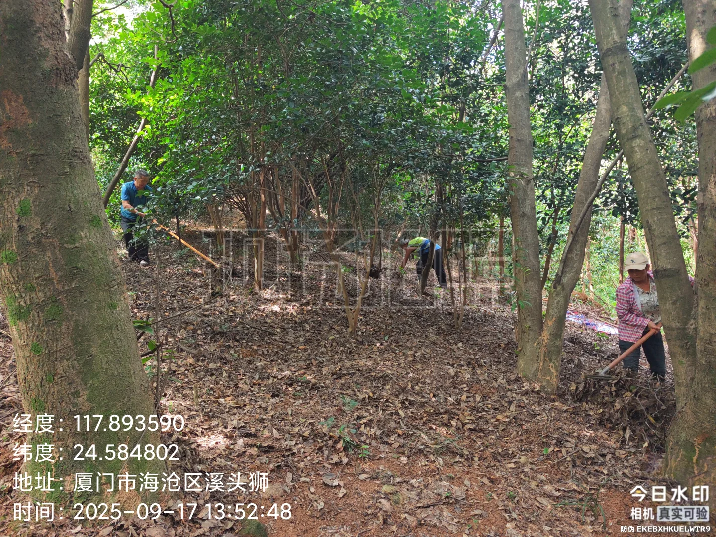 防火林带抚育维修