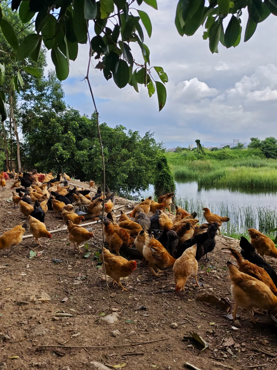 有山有水的鸡场真的太治愈了！早上喂鸡