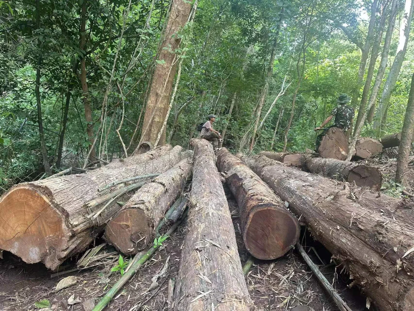 野生天然林缅甸柚木黑线料砍伐运输过程