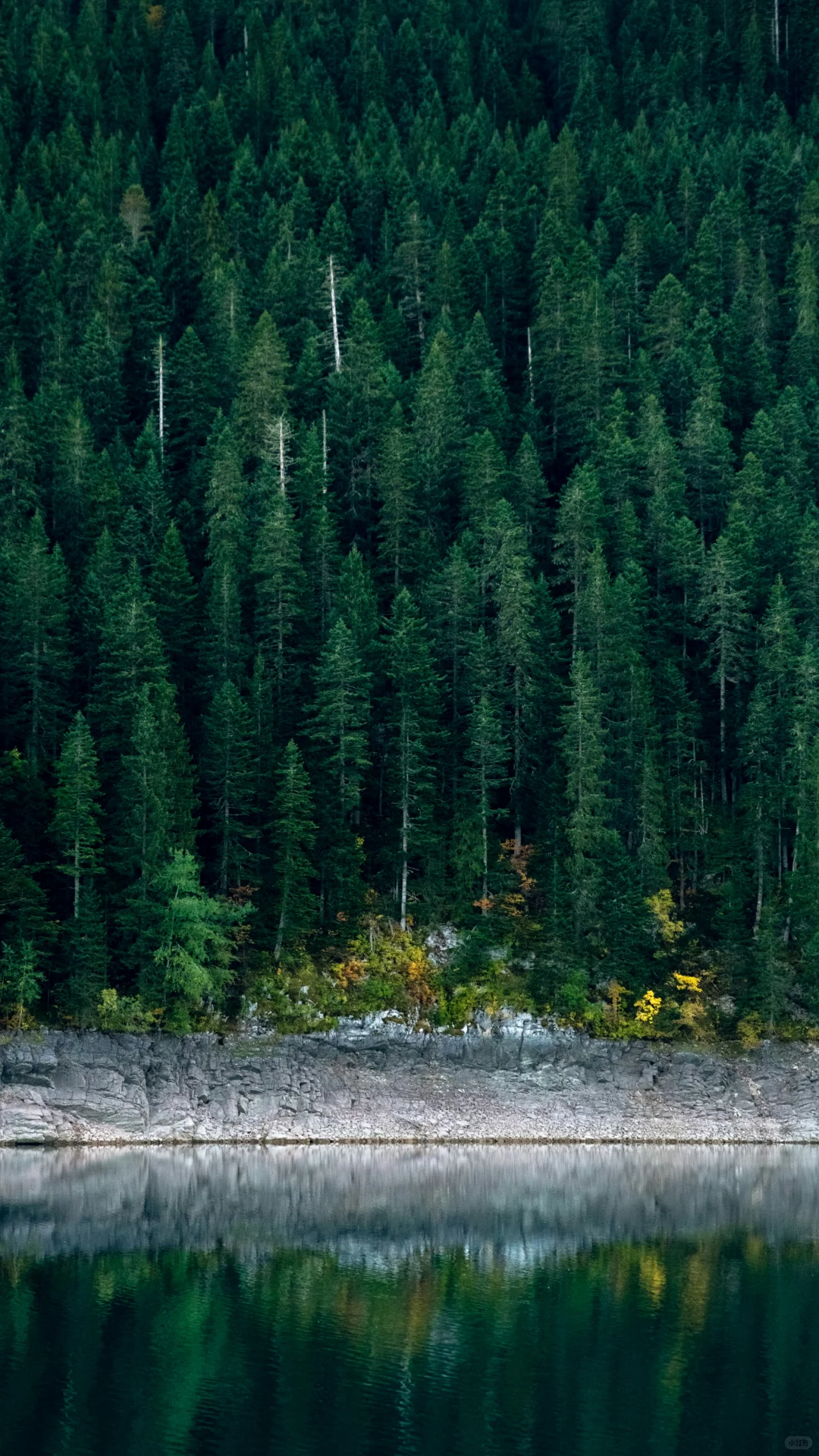 宝藏森林|大兴安岭松林