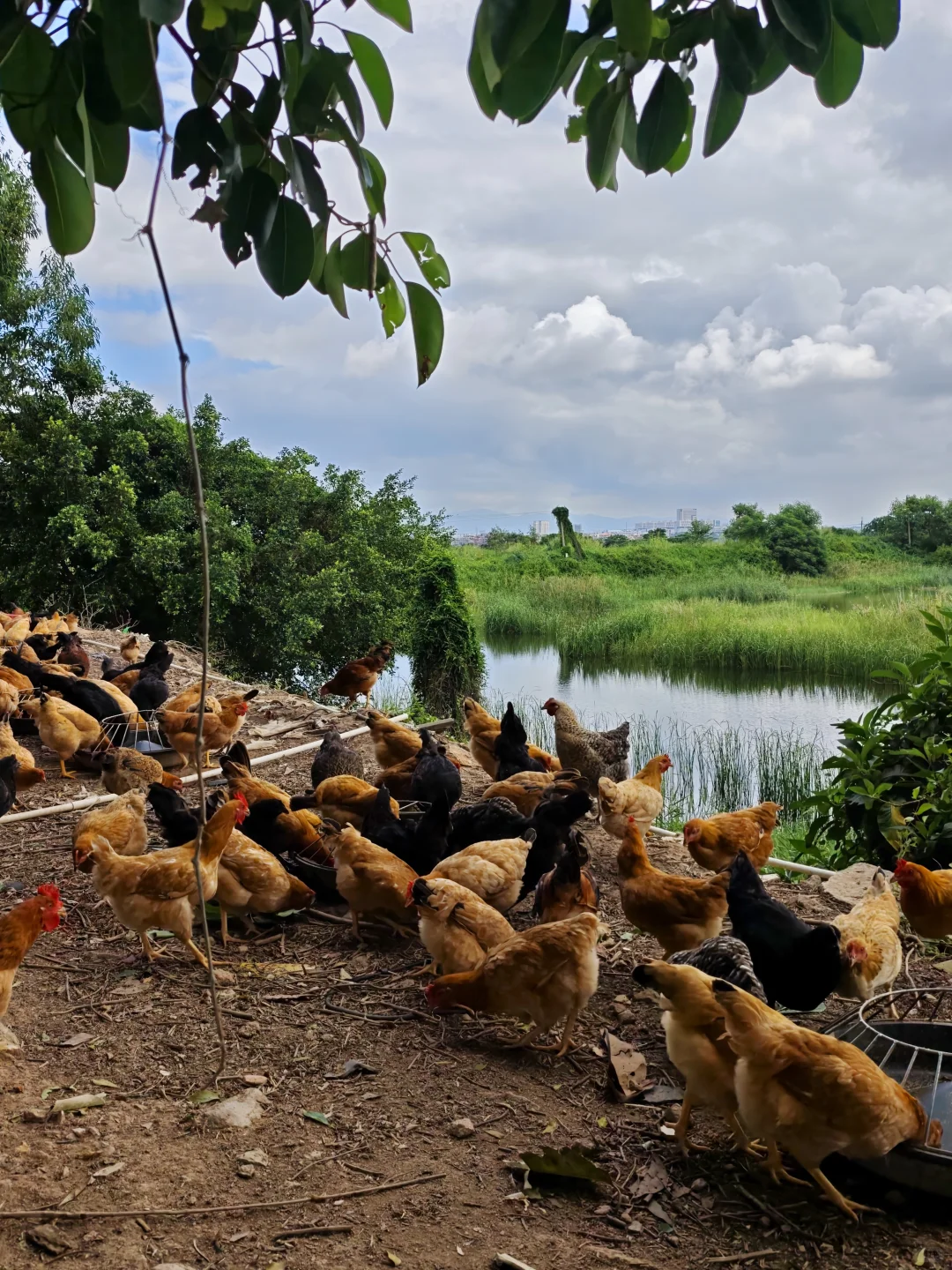 有山有水的鸡场真的太治愈了！早上喂鸡