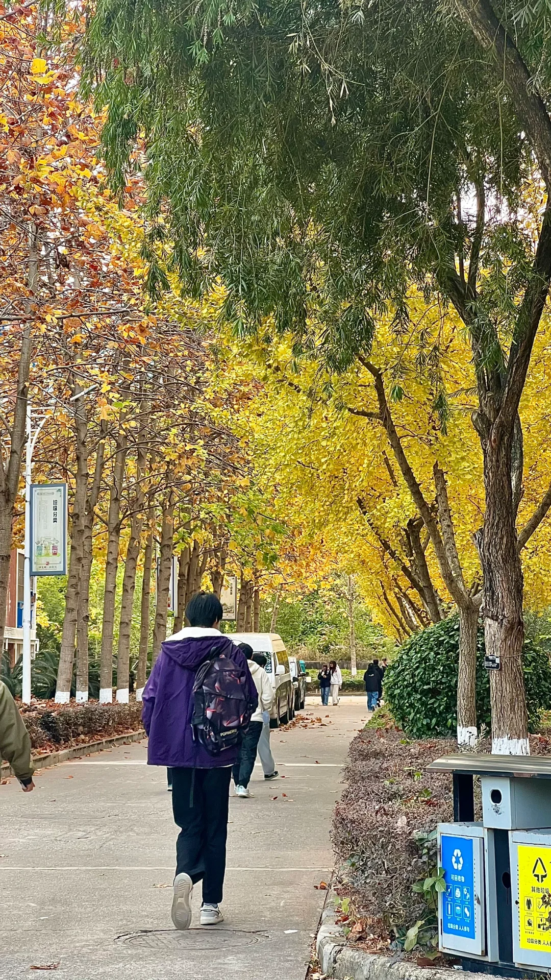 林职院好看的一些树