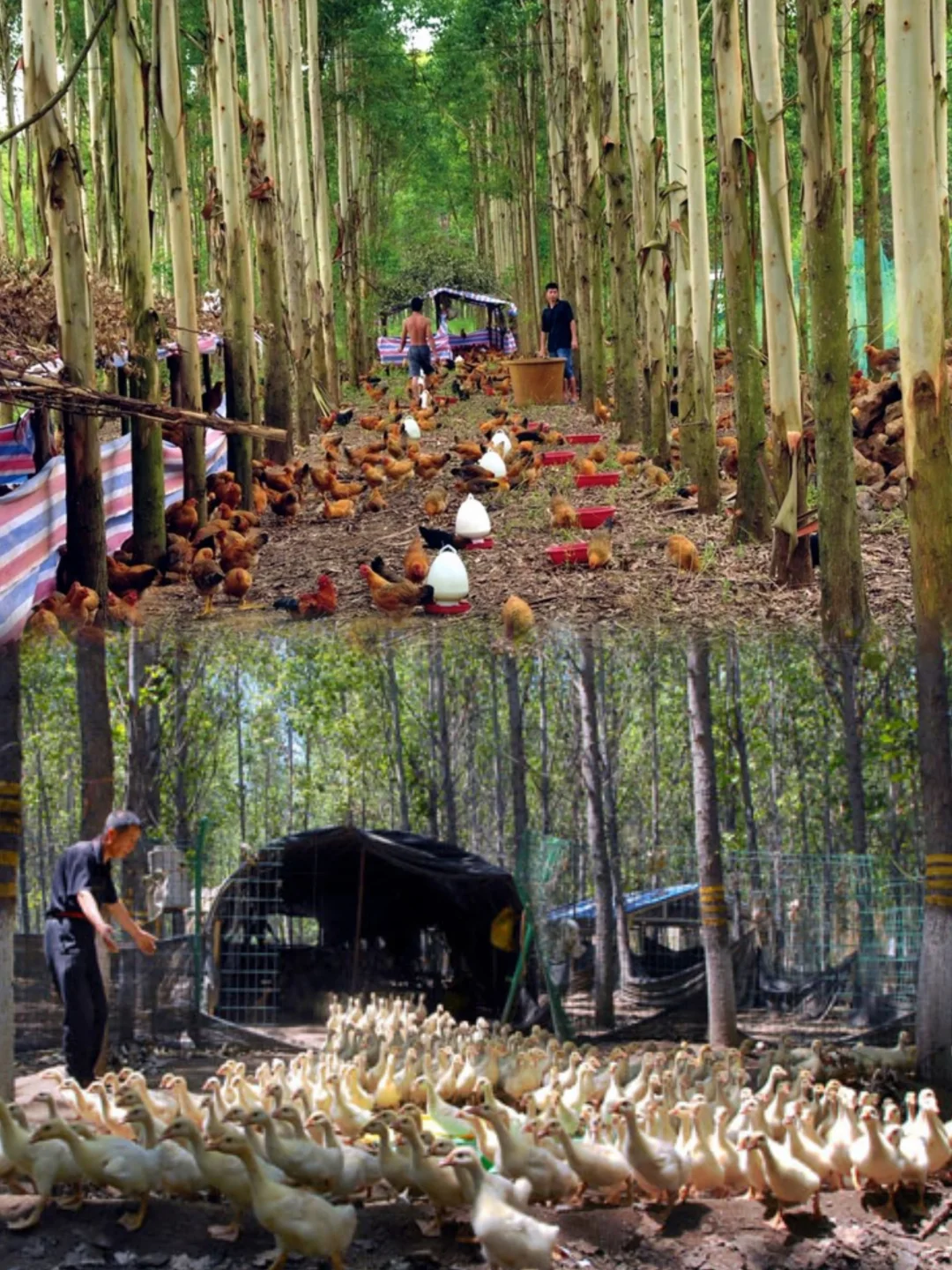 高中地理知识：林下经济🌲