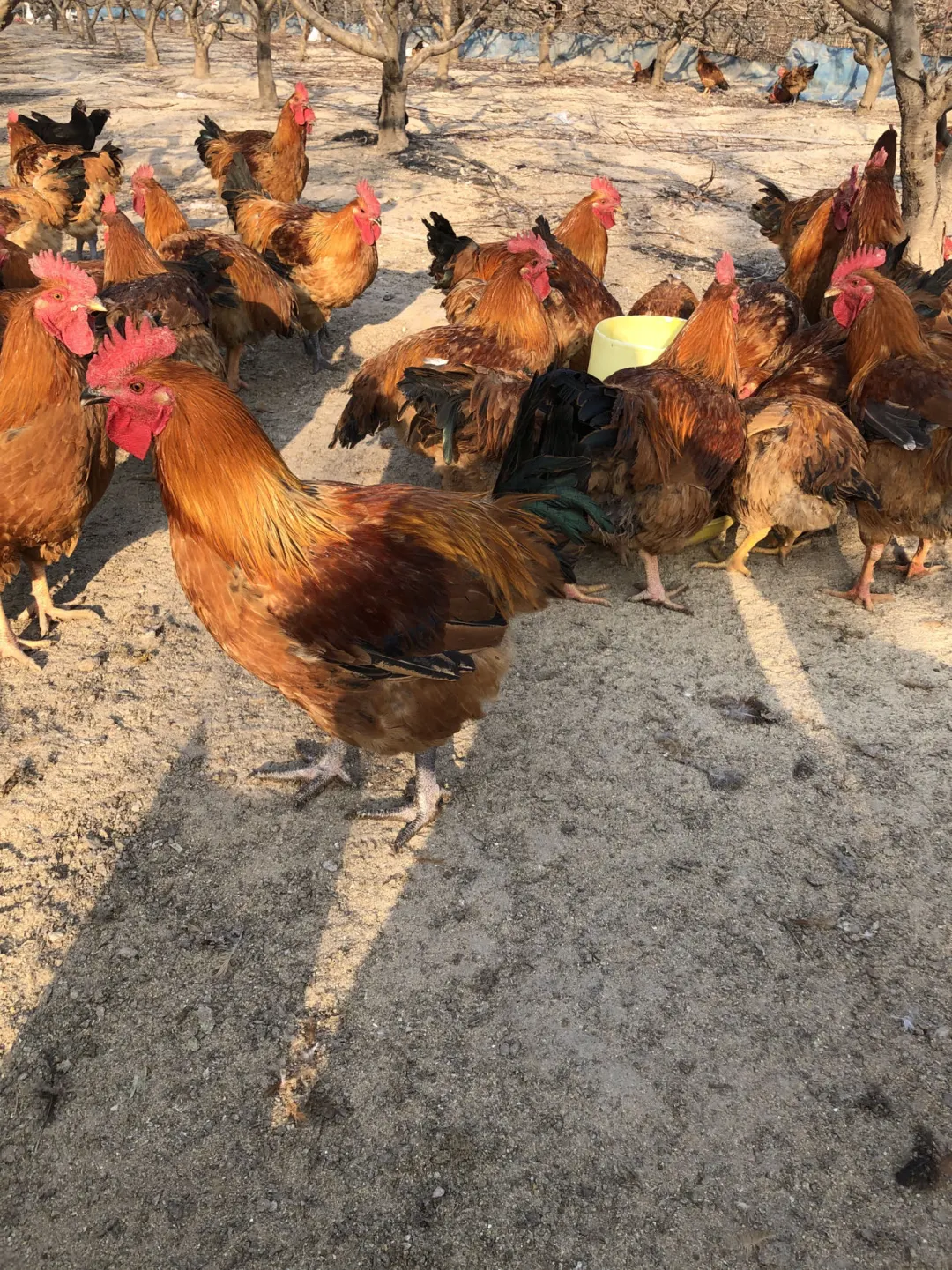 原生态散养土鸡