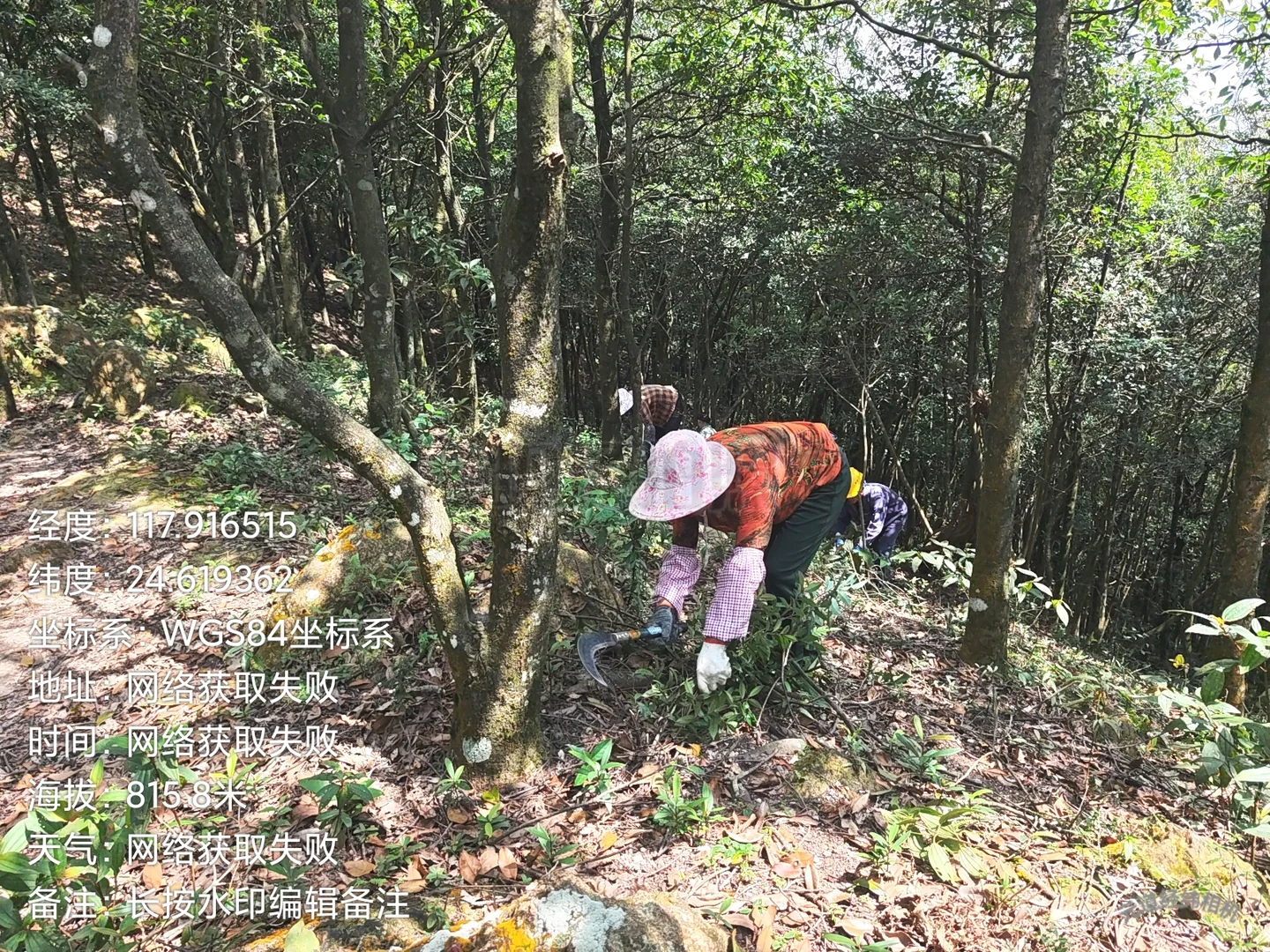 防火林带抚育维修