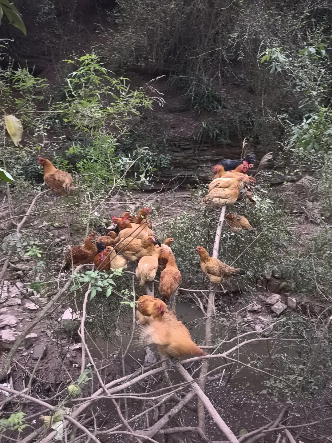 00后返乡之喂鸡日常