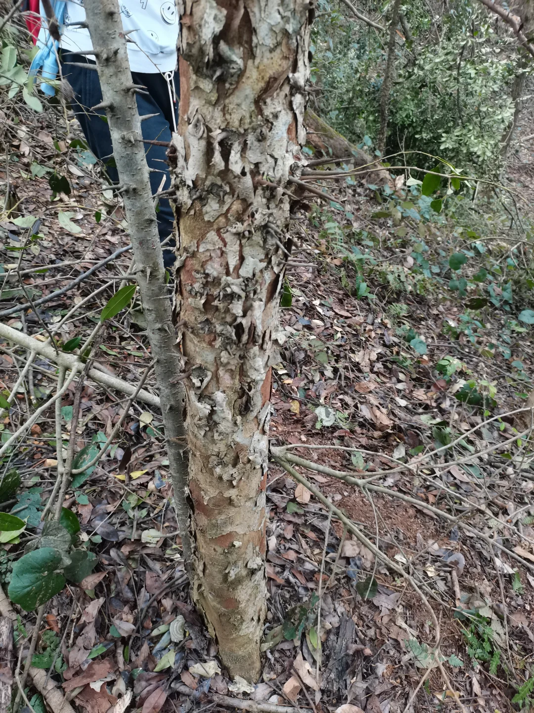 林学人是真的拿命学，别卷林业了