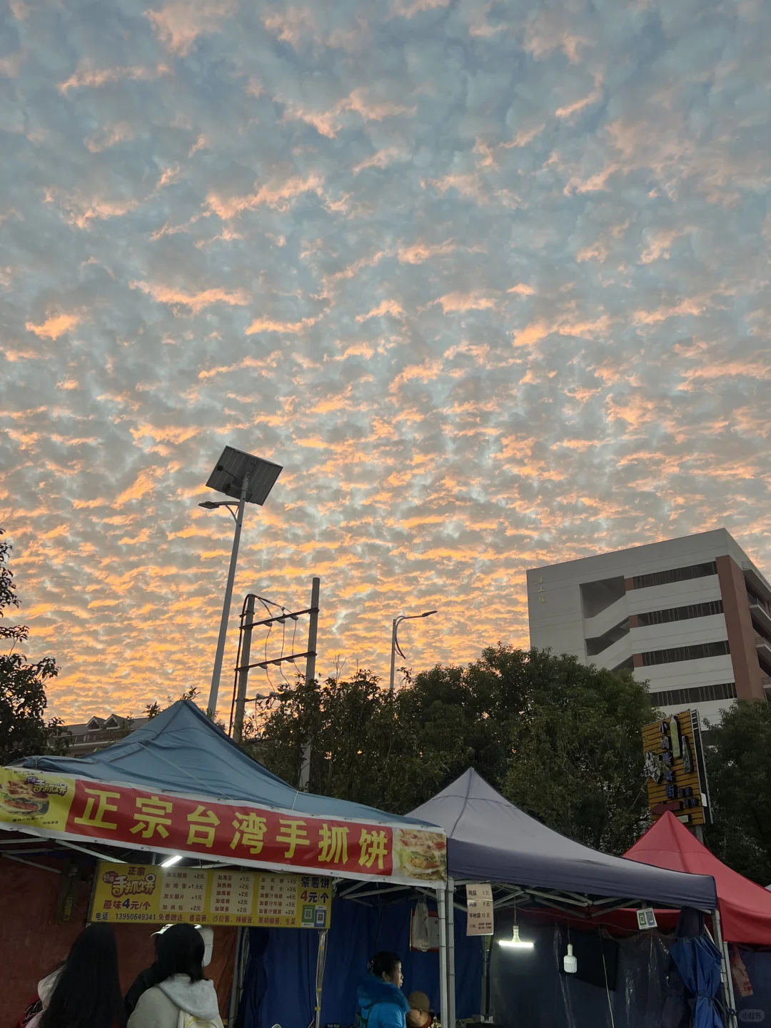 林职院好看的一些树