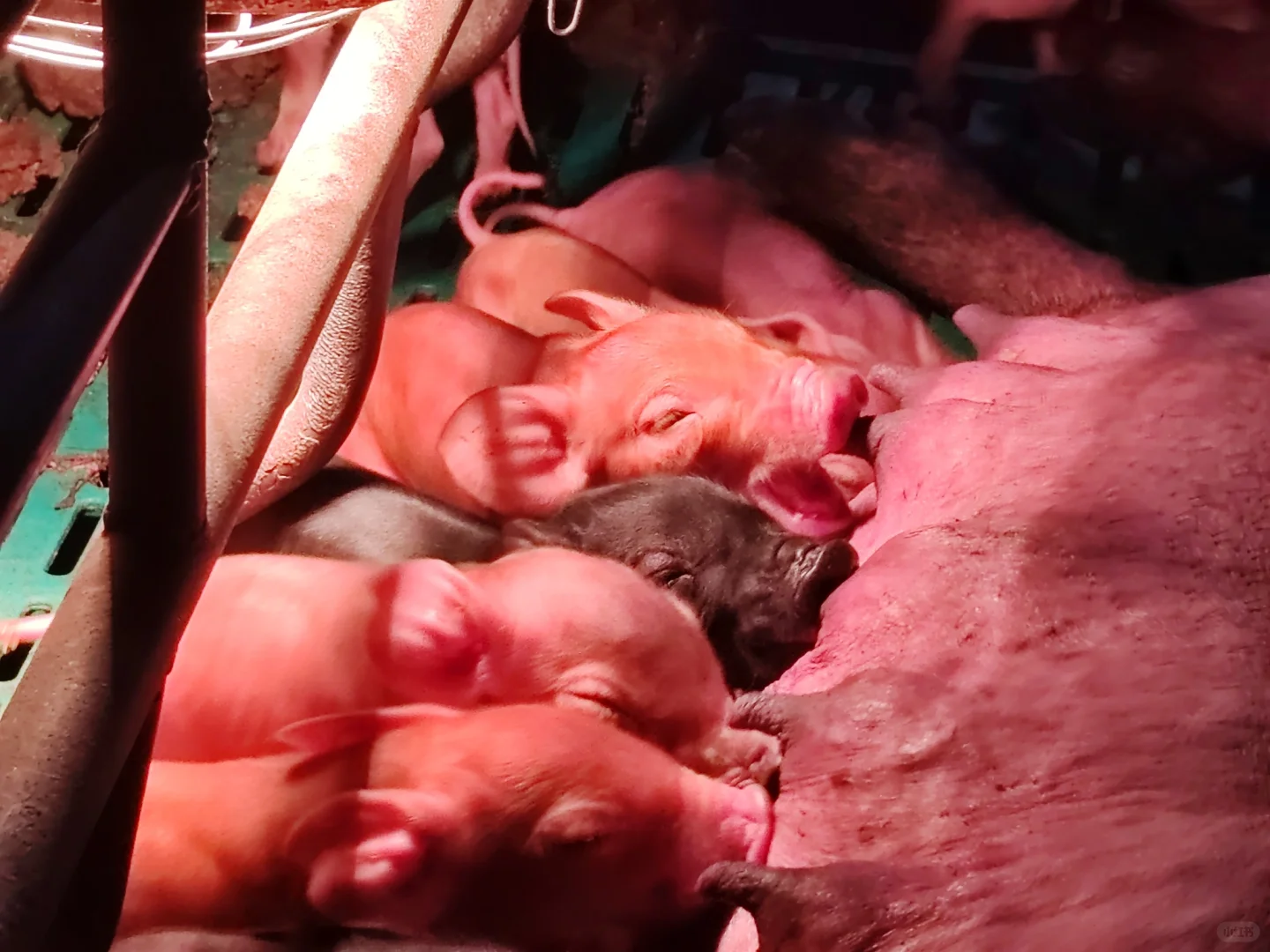 00后一个人养四百头猪大家第一反应是什么？