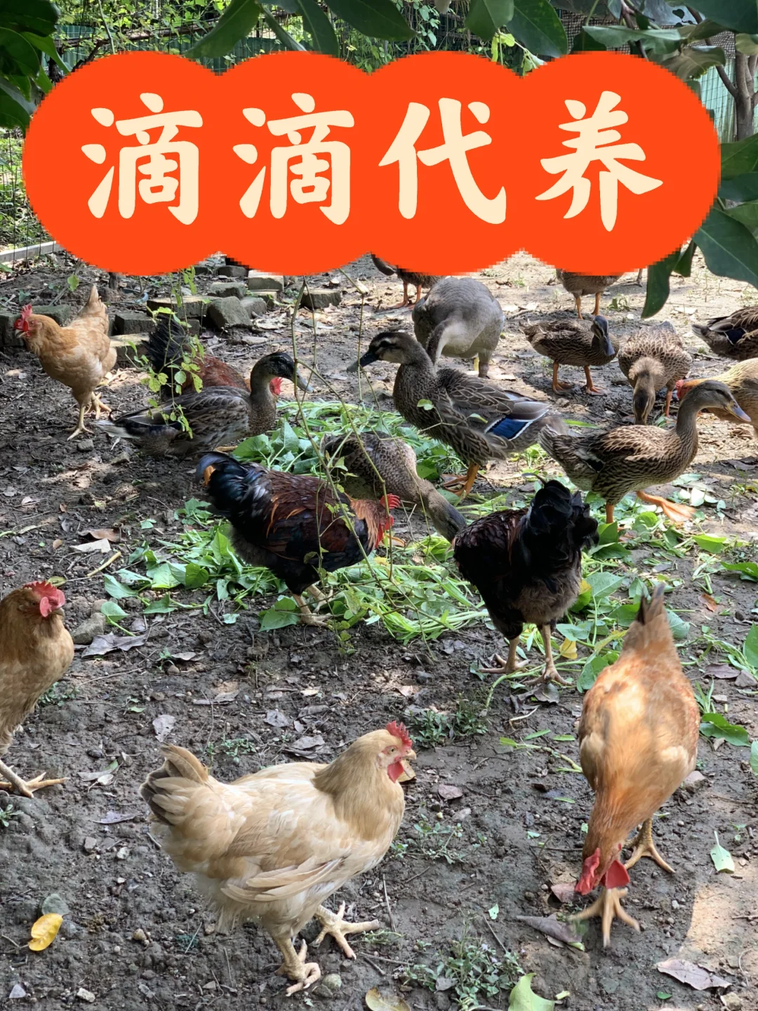 通过有机农场，重新理解大自然的价值