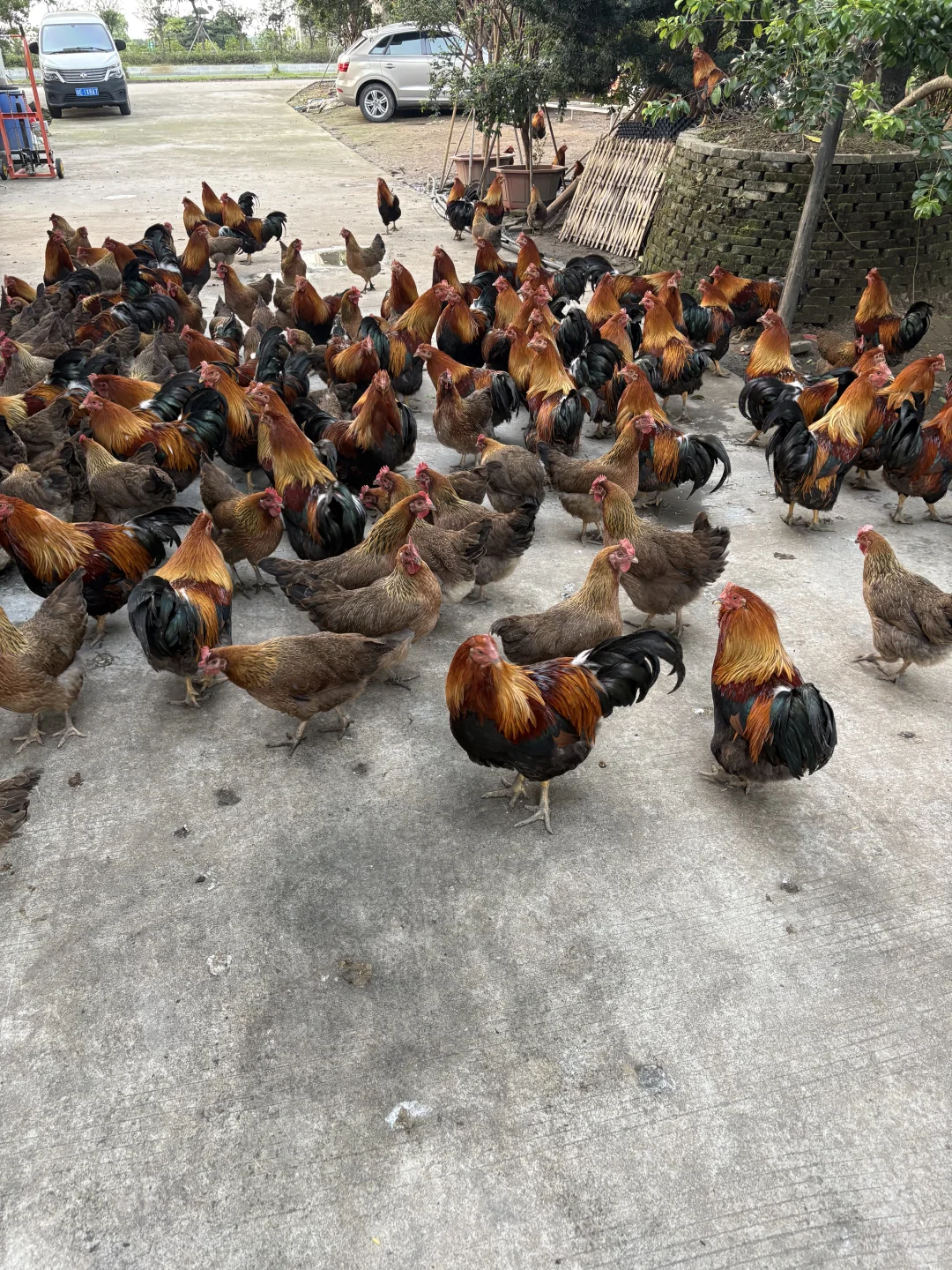 红薯宝宝们，这算不算散养土鸡🤔