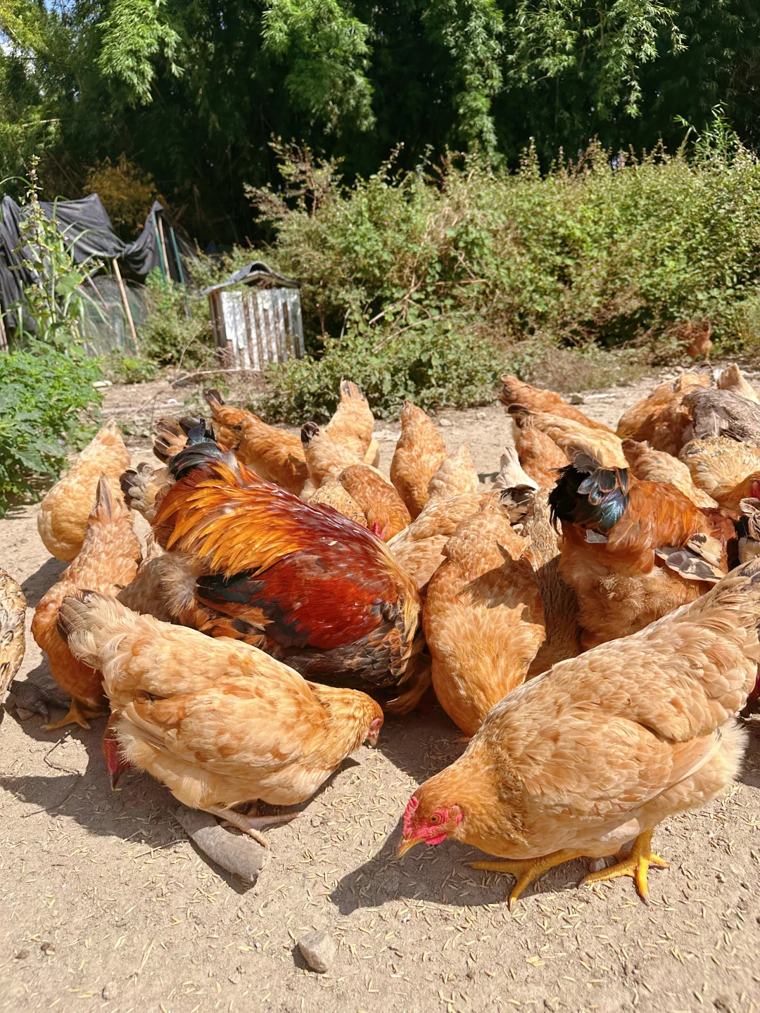 农场自由长大的鸡、鹅、猪，想想都很美味~