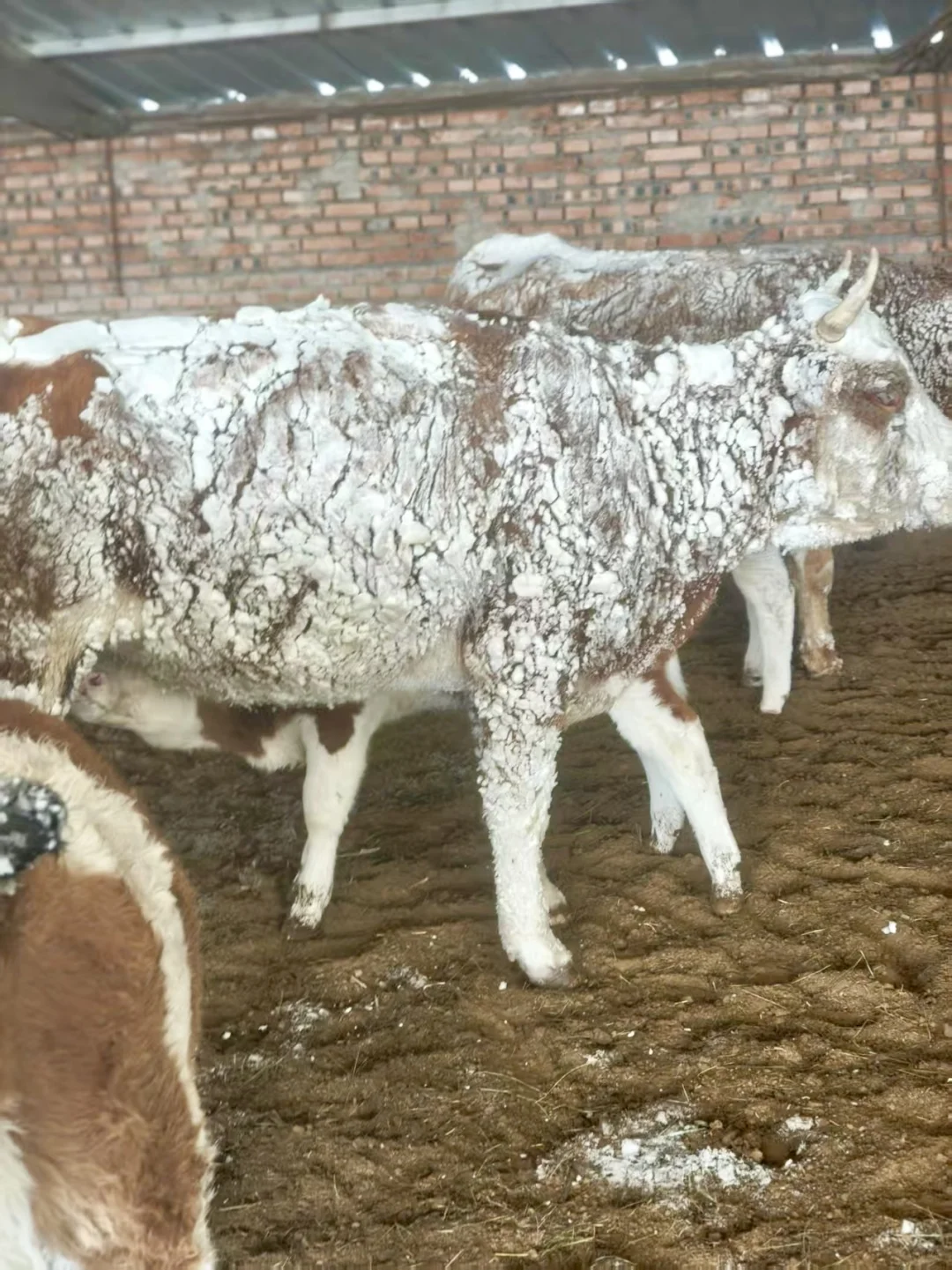 只有牧区老品种牛才这么结实