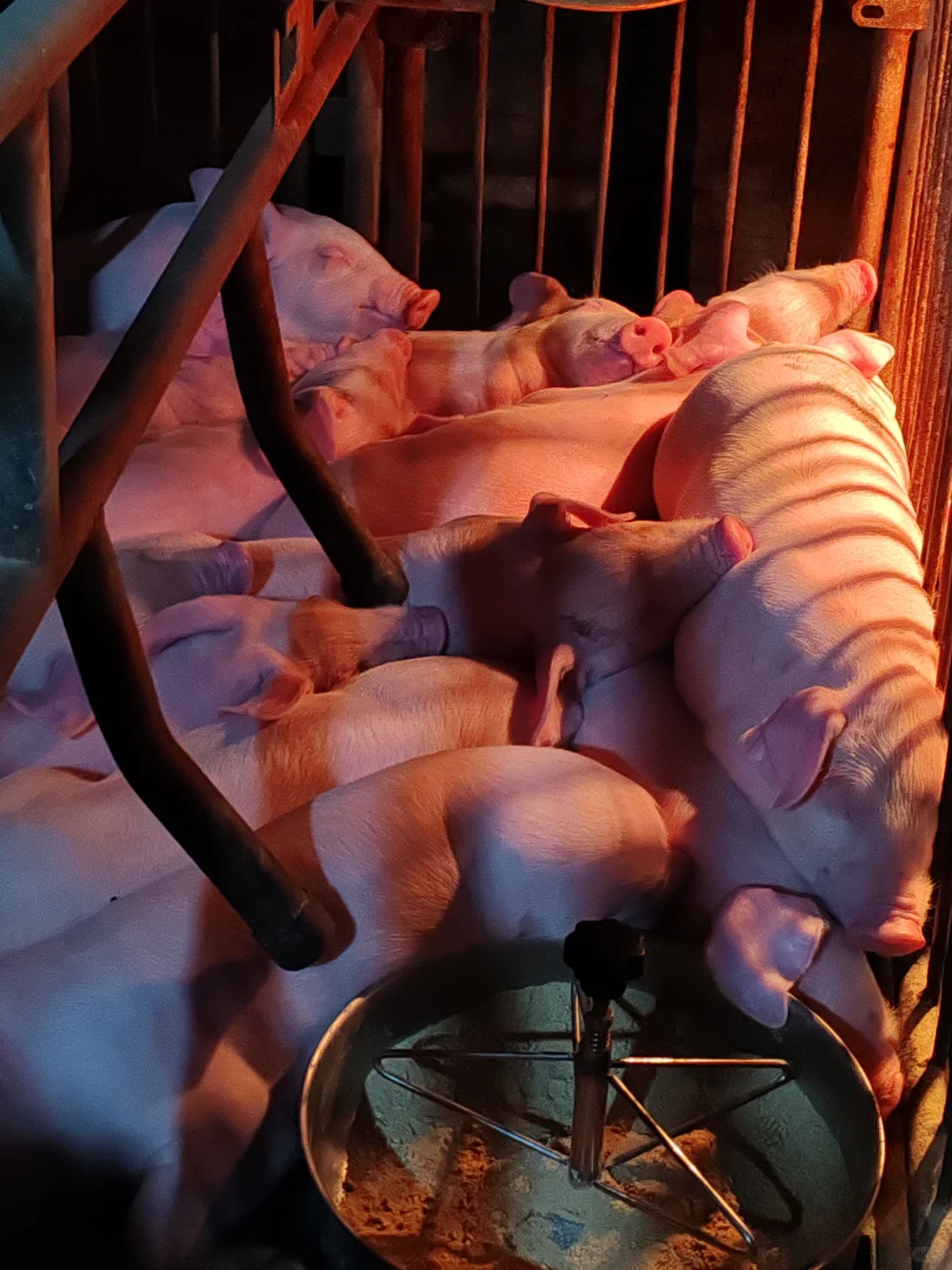 00后一个人养四百头猪大家第一反应是什么？