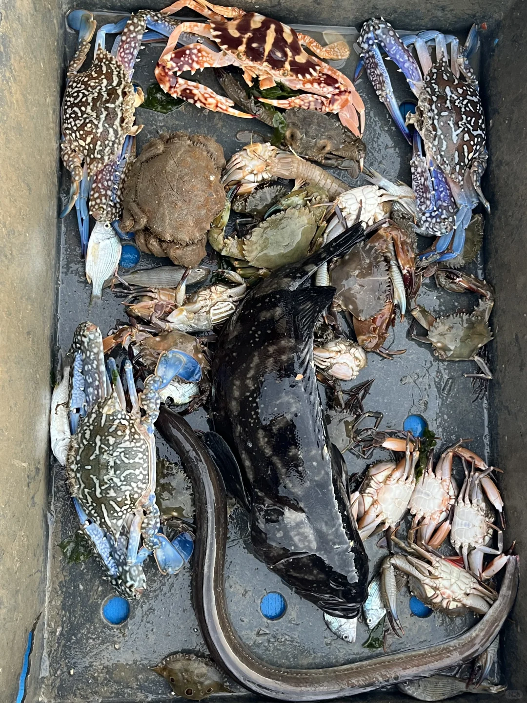 南澳岛出海捕鱼（保底6斤，坚决不踩雷）