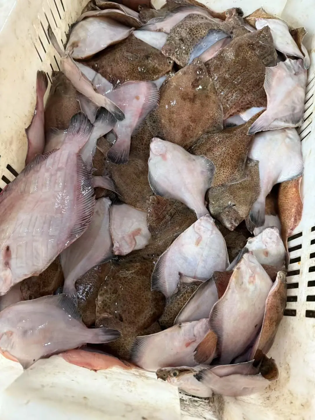 青岛‖积米崖满载而归的渔船，回来啦~