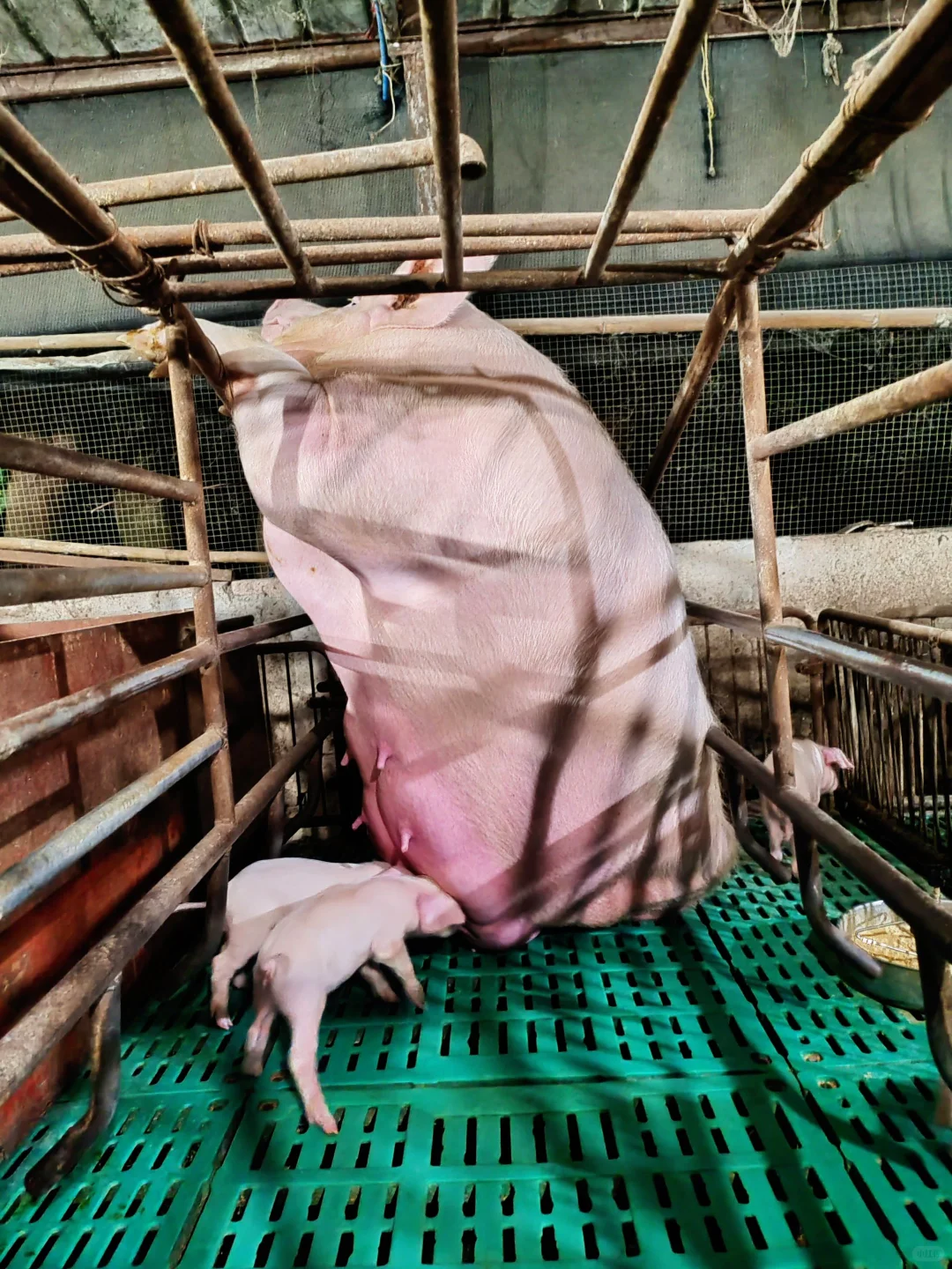 00后一个人养四百头猪大家第一反应是什么？