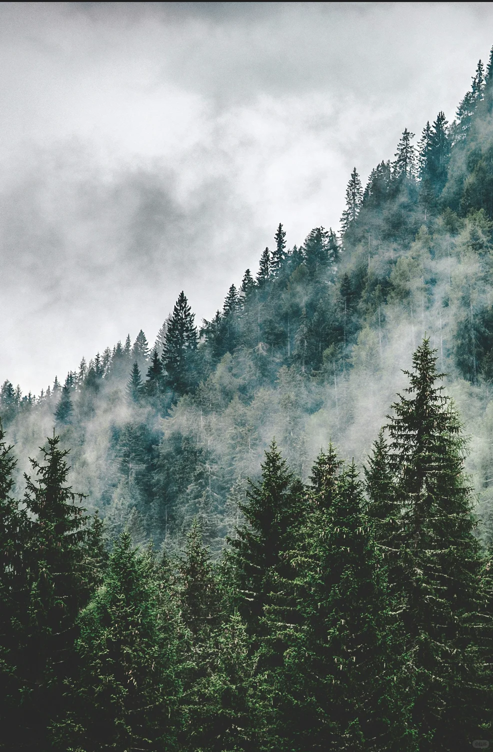 宝藏森林|大兴安岭松林