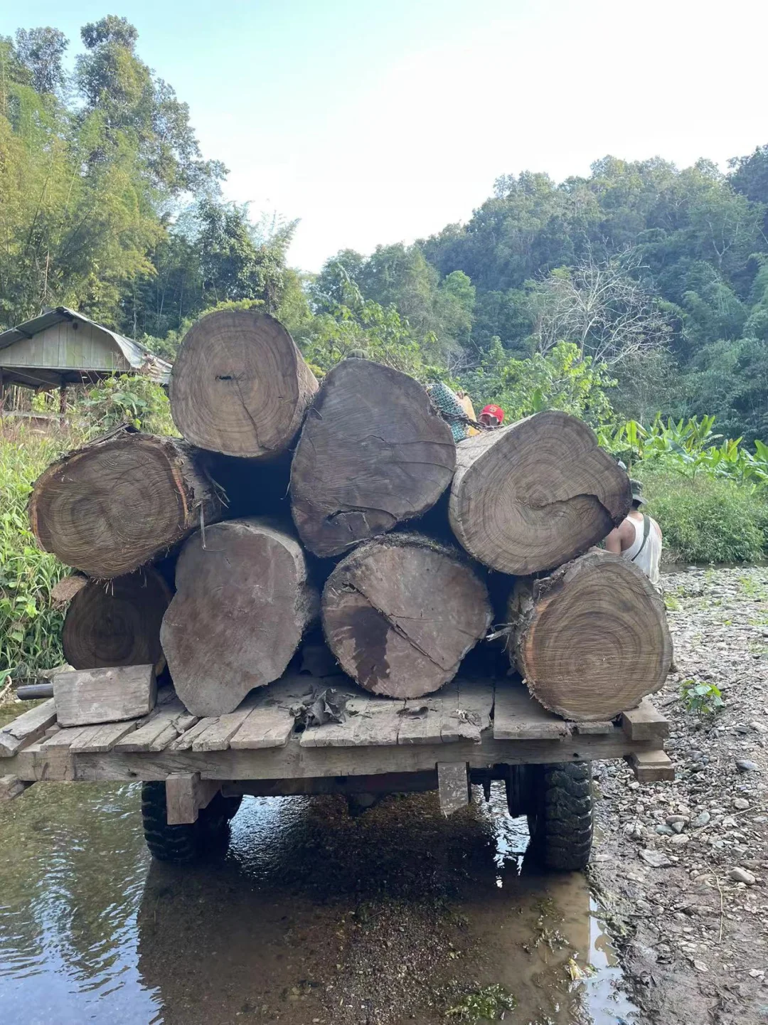 野生天然林缅甸柚木黑线料砍伐运输过程
