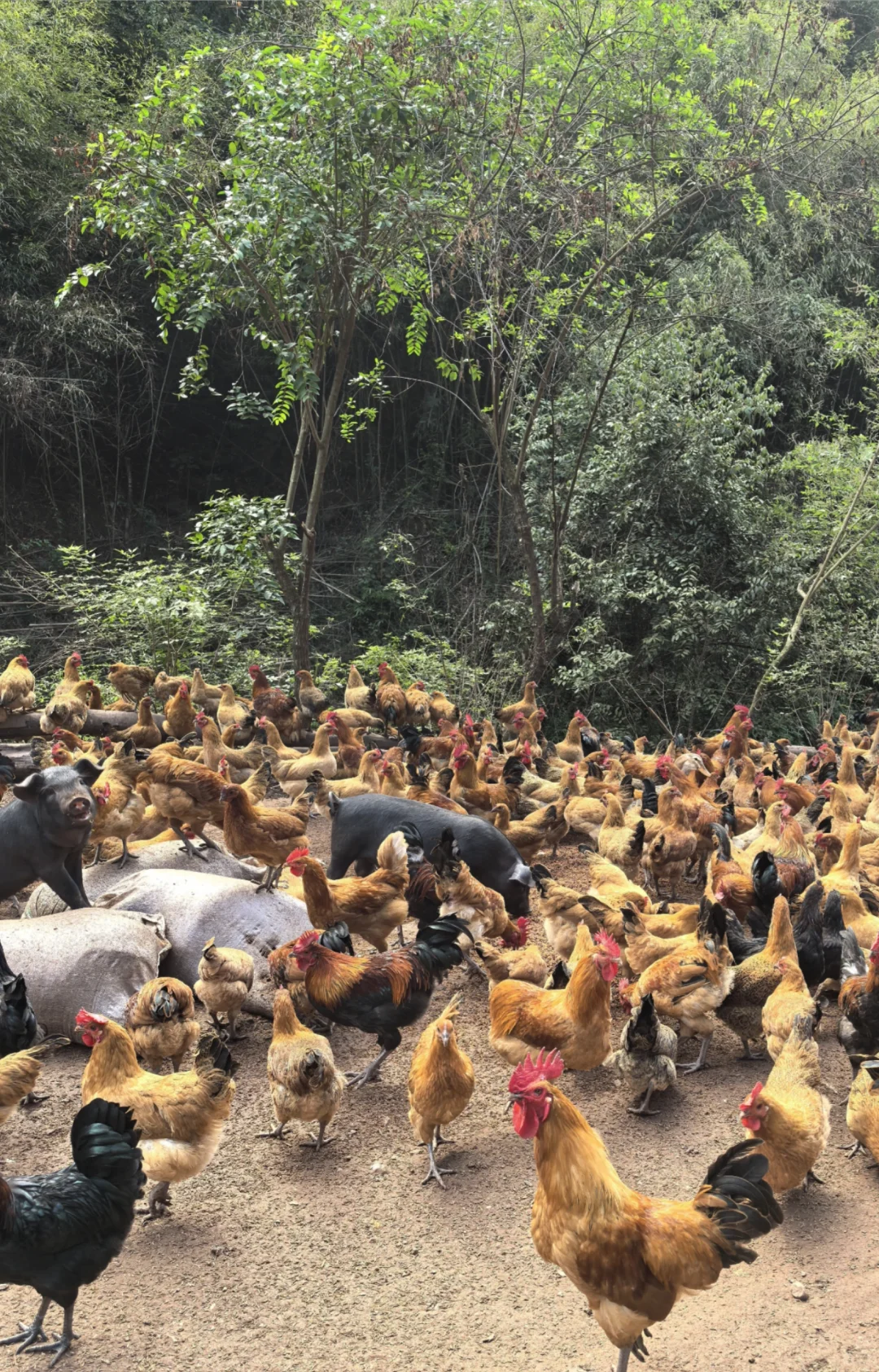 00后返乡之喂鸡日常