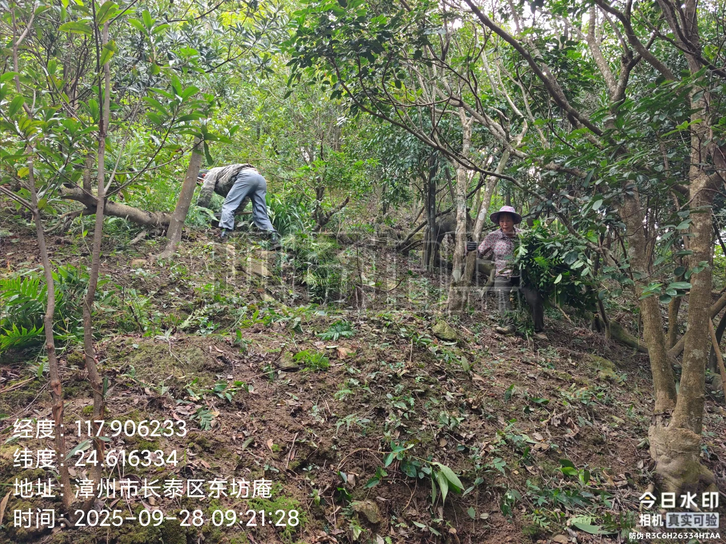 防火林带抚育维修