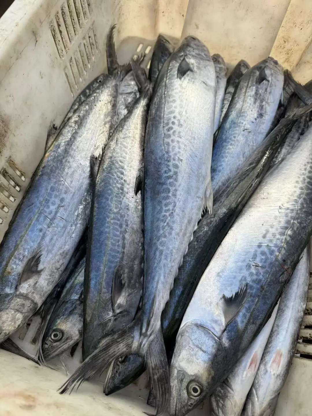 青岛‖积米崖满载而归的渔船，回来啦~