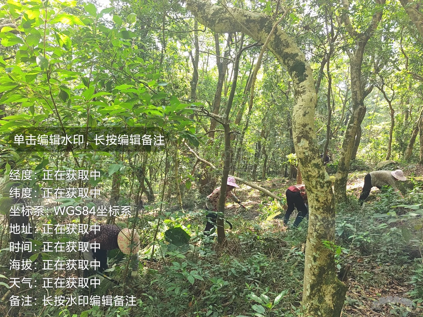 防火林带抚育维修