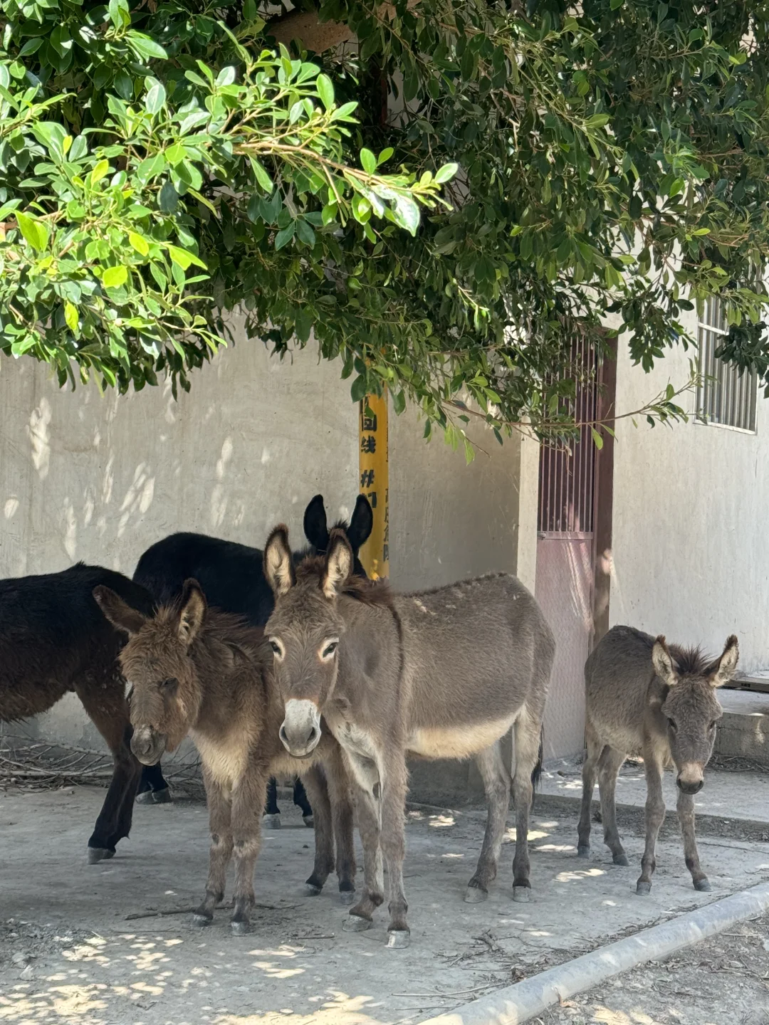 乡镇林业站工作日常｜在现实版的云边镇过秋