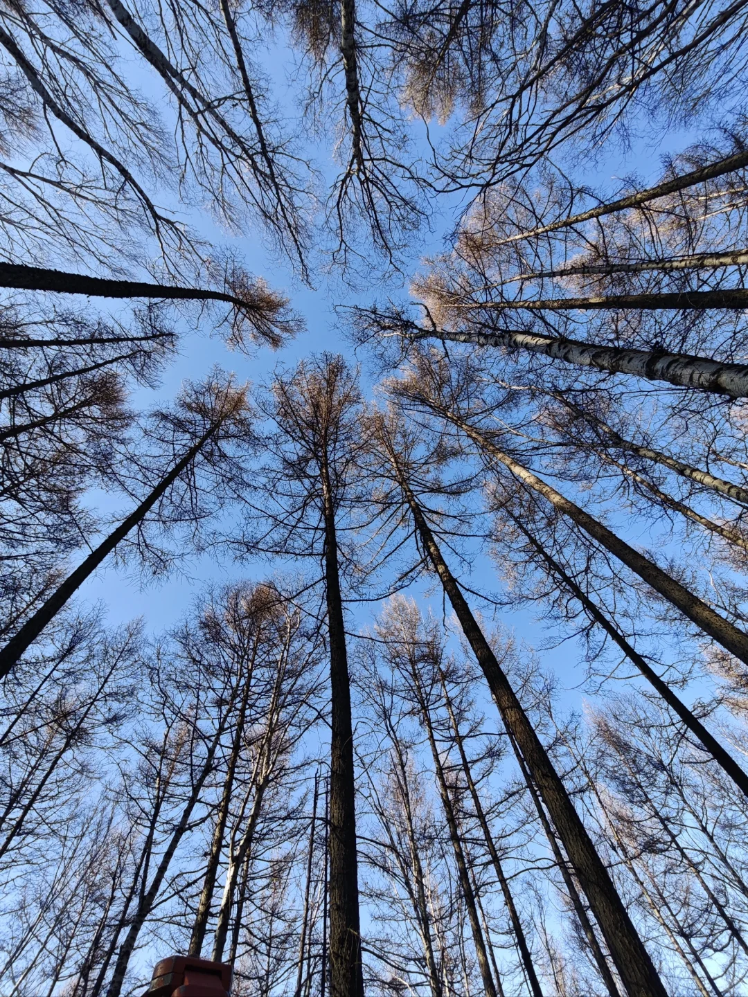 大降温了林业兄弟们工作完成没有