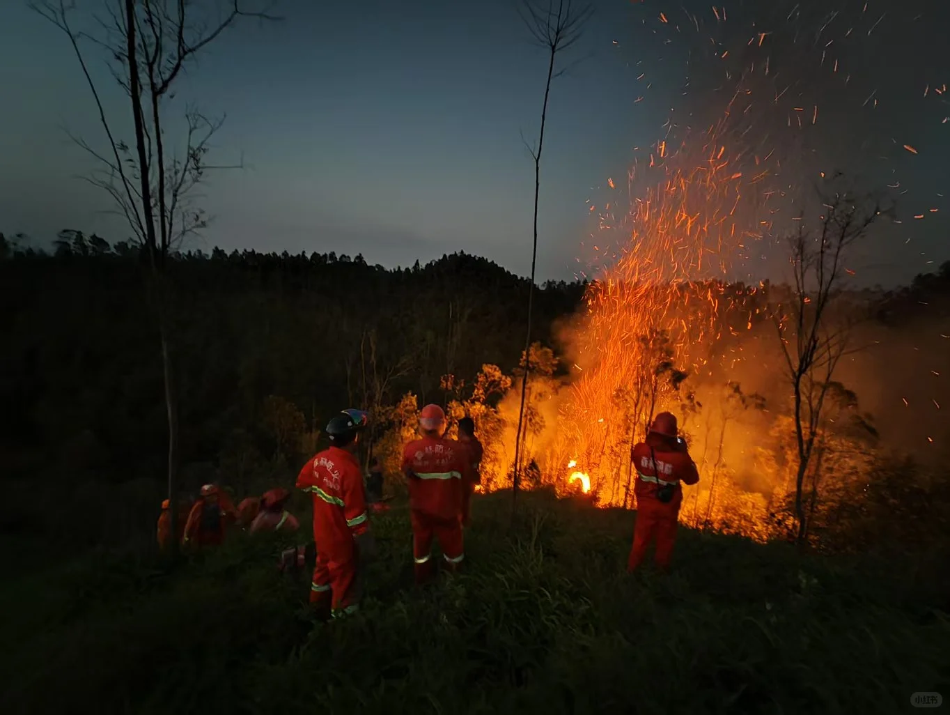 🌲坦白局 | 学林学/进林场？我劝你想清楚
