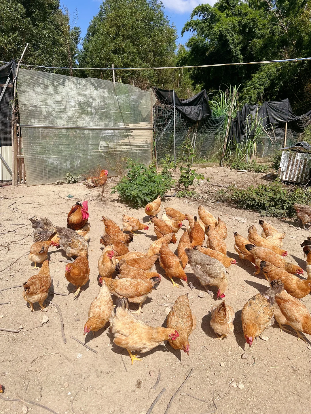 农场自由长大的鸡、鹅、猪，想想都很美味~