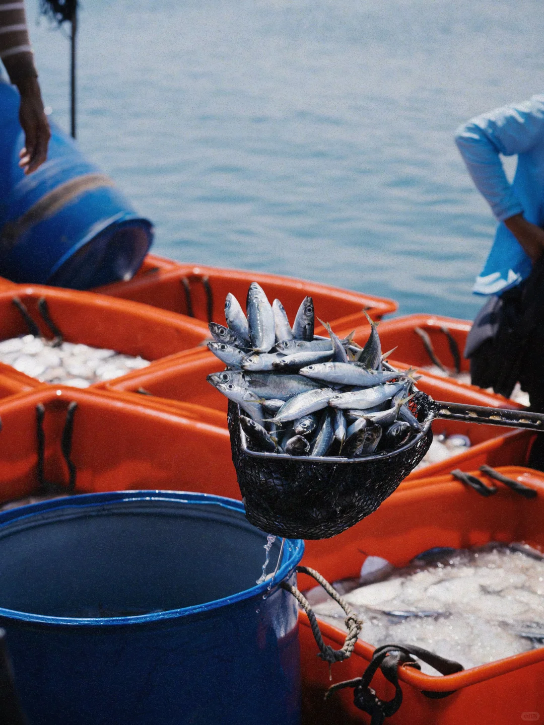 開漁尝鲜｜渔民的秩序美学