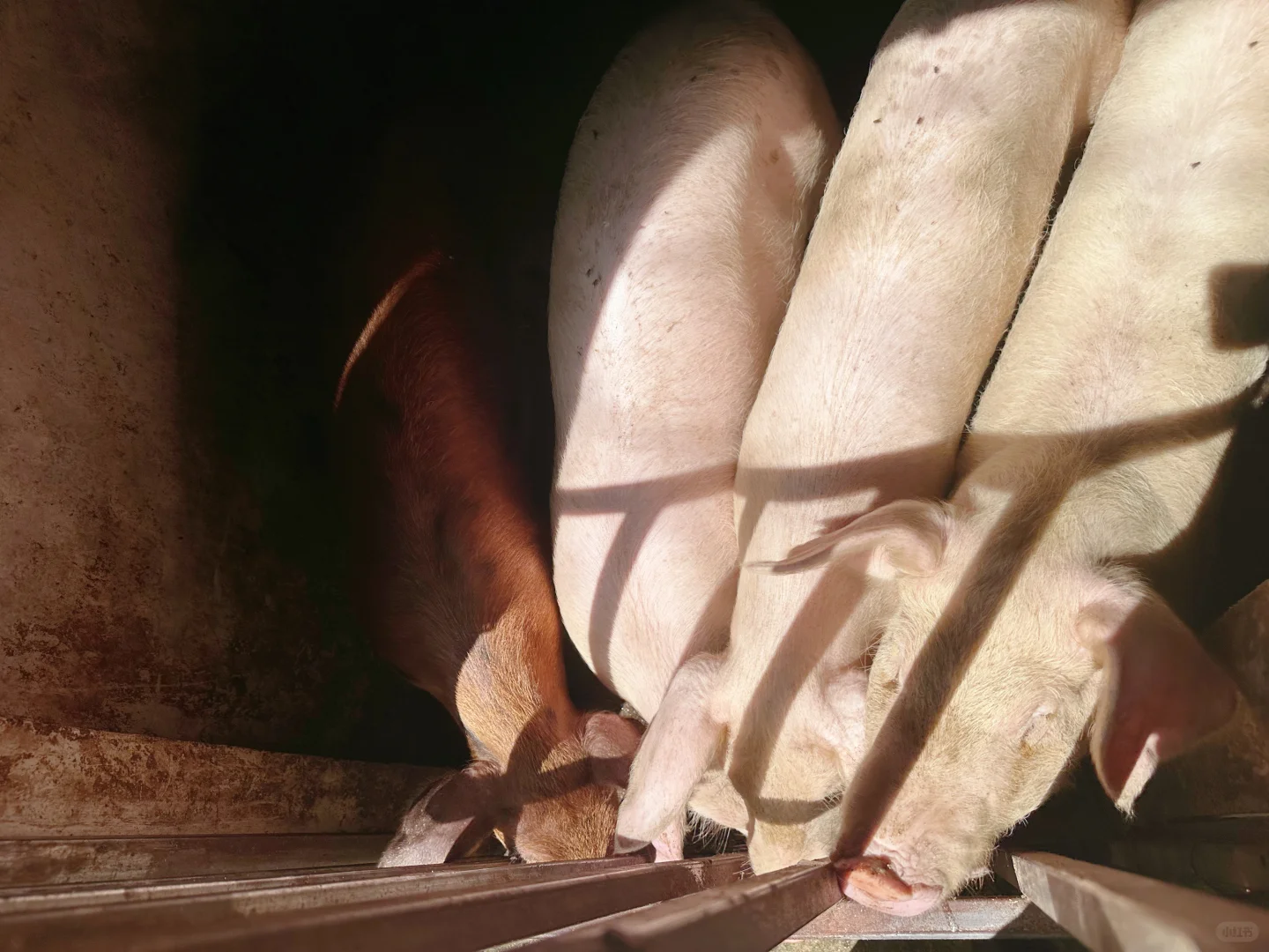 农场自由长大的鸡、鹅、猪，想想都很美味~